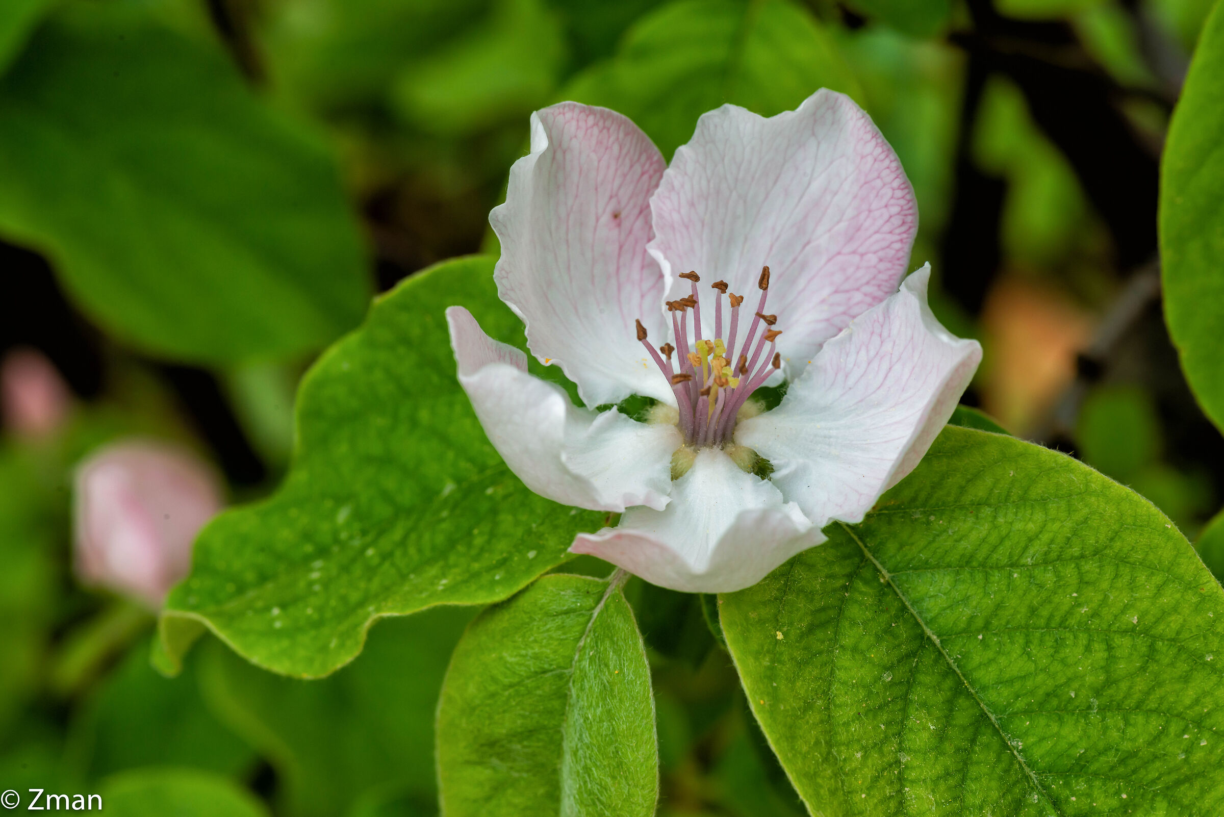 Quince Bloom