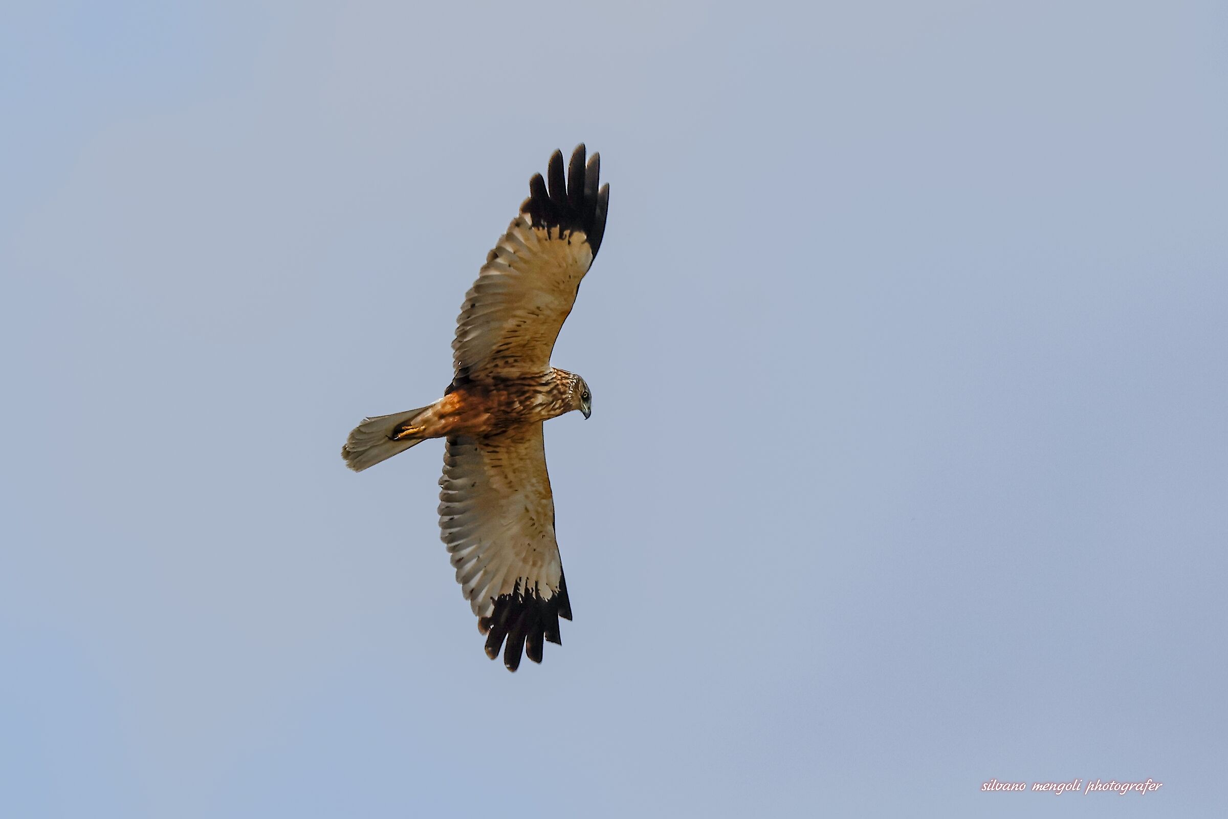 Male Marsh Harrier