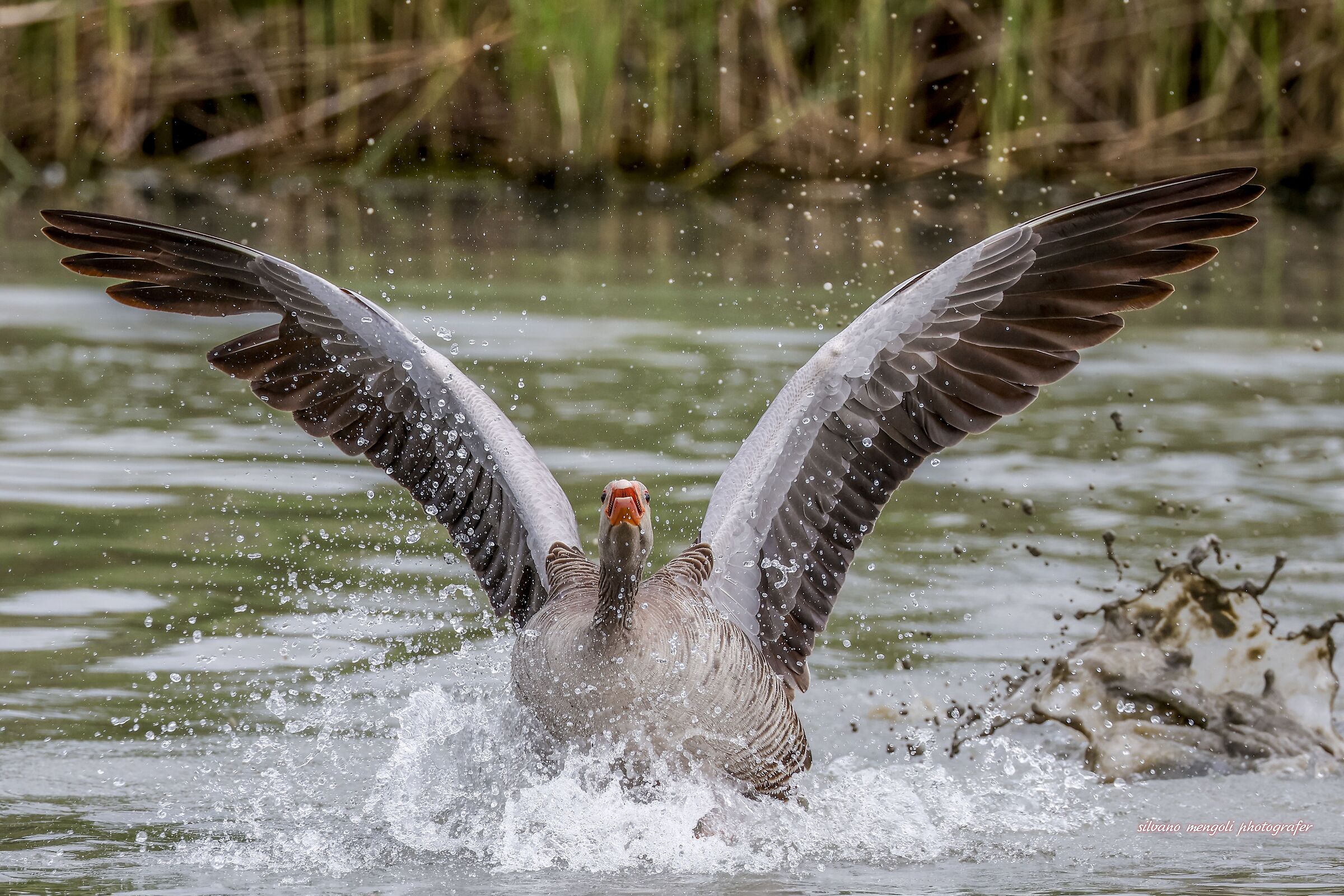 Goose. Glide