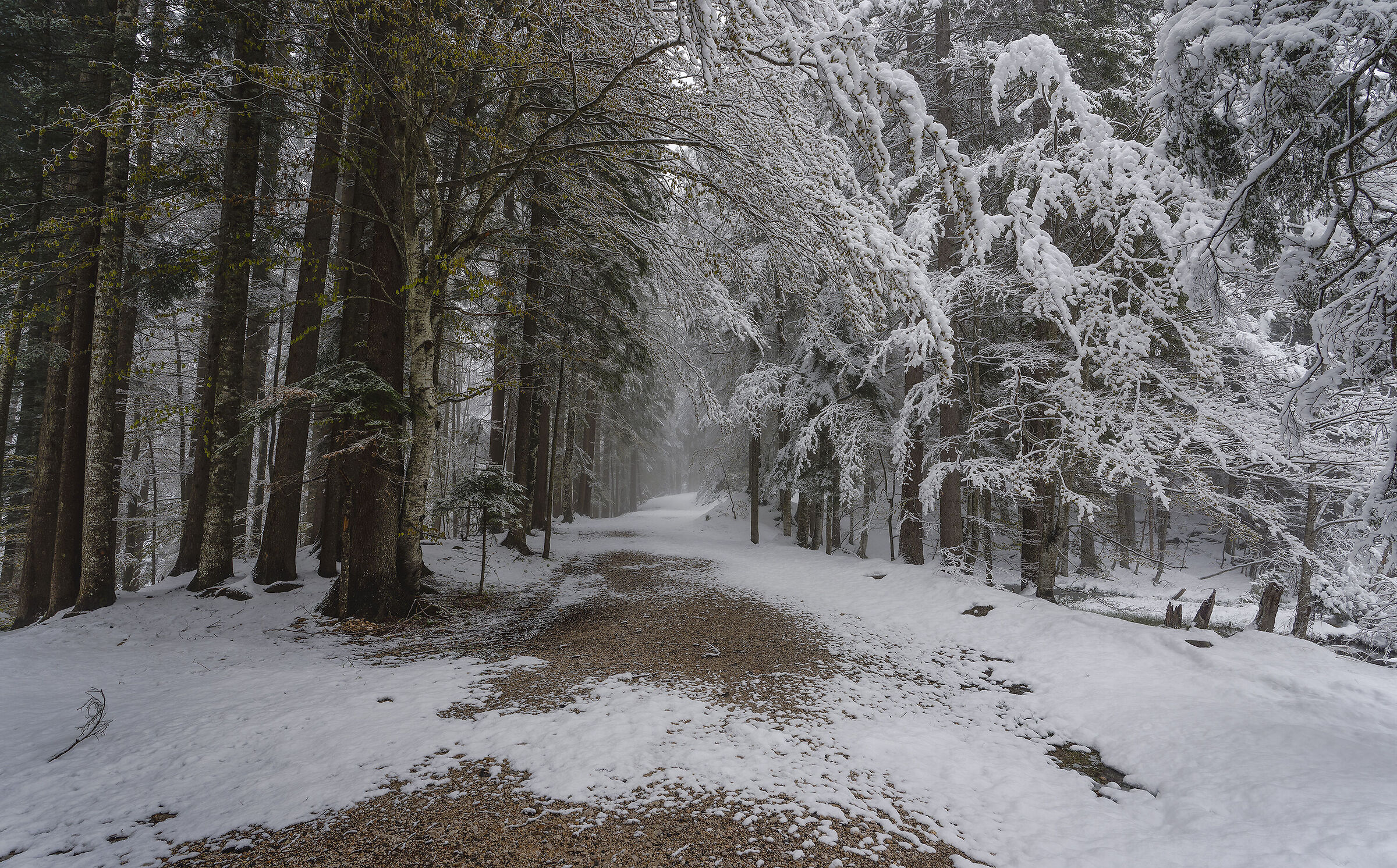 La stadina nel bosco innevato