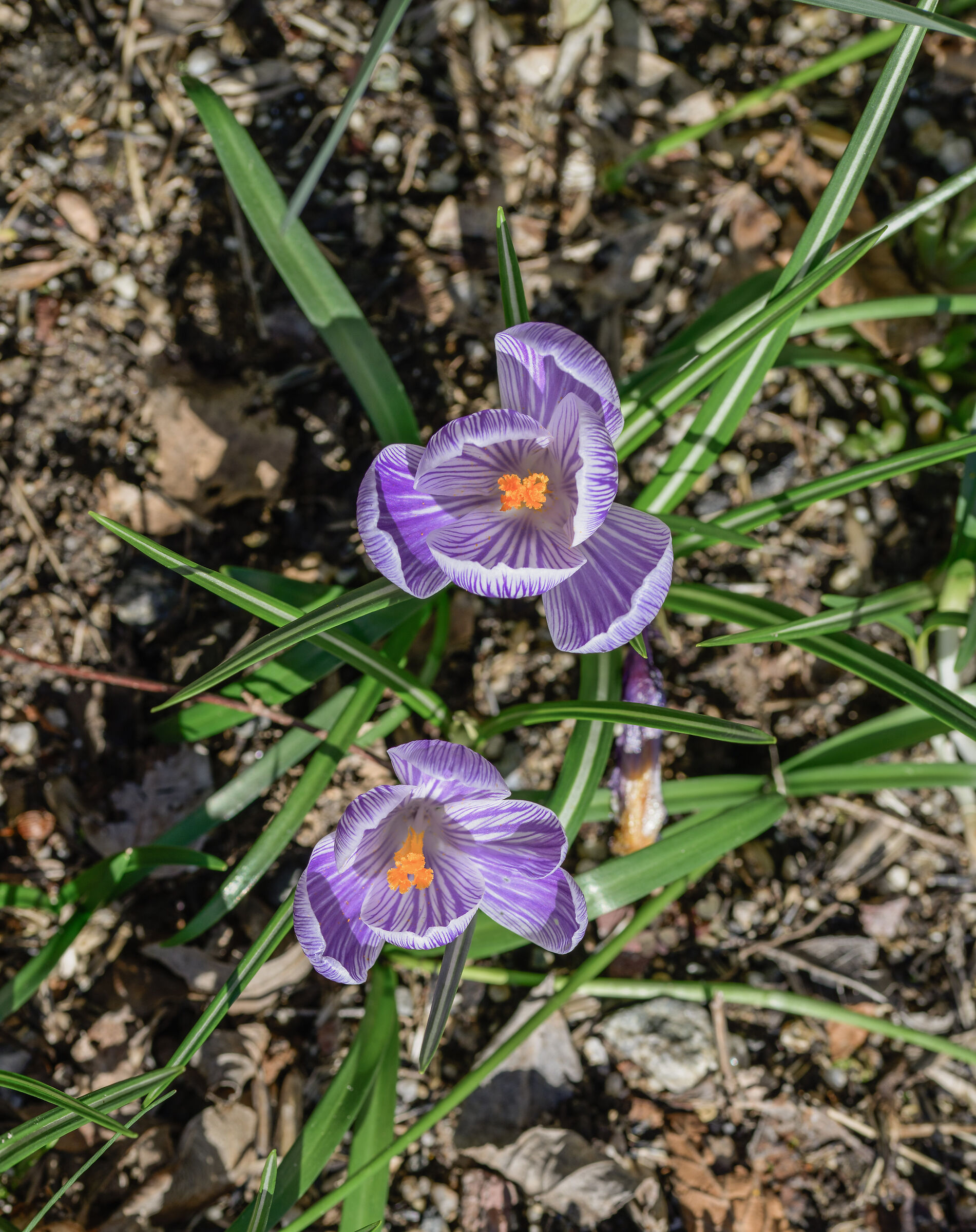 Crocus