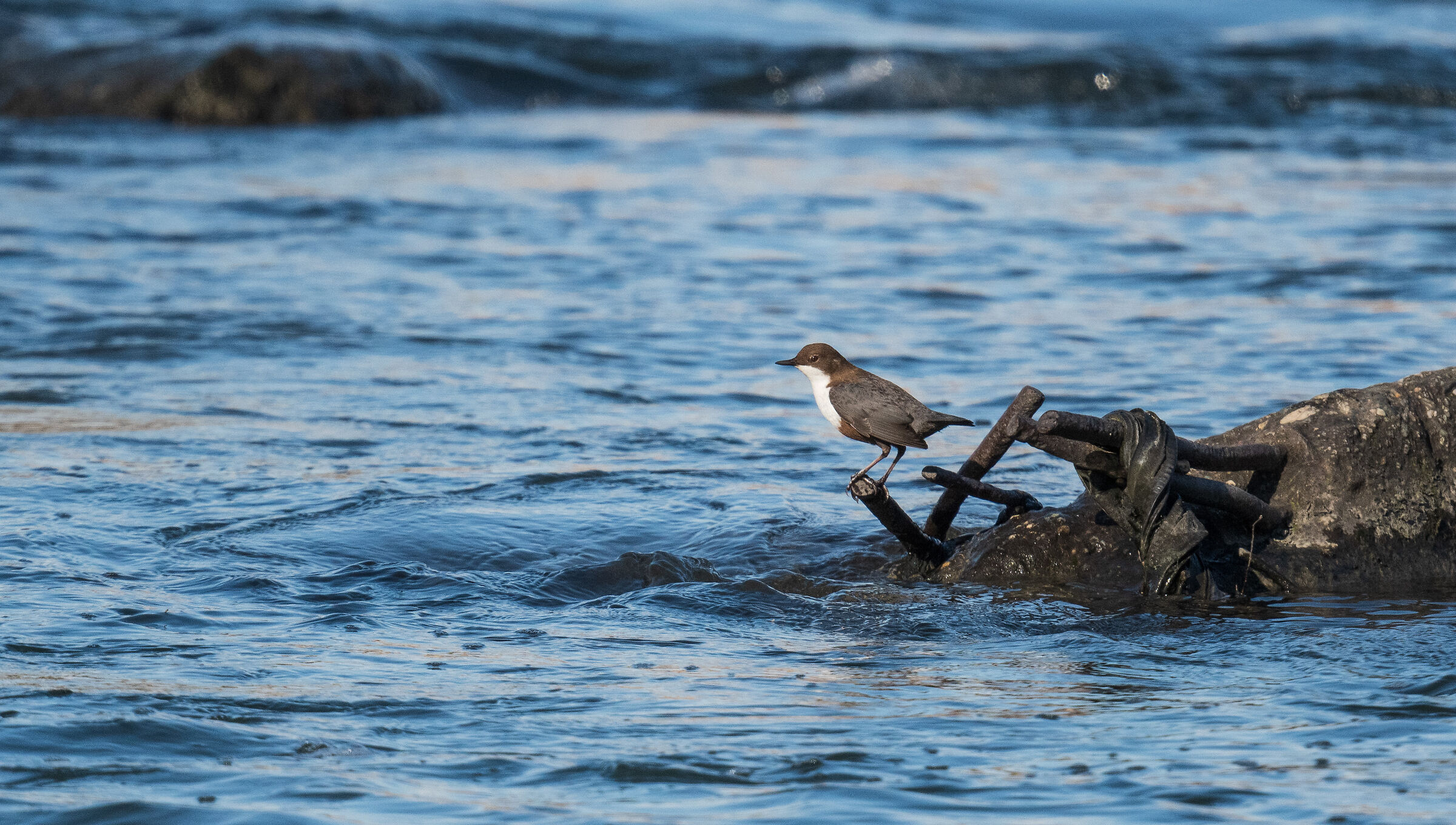 white-throated dipper