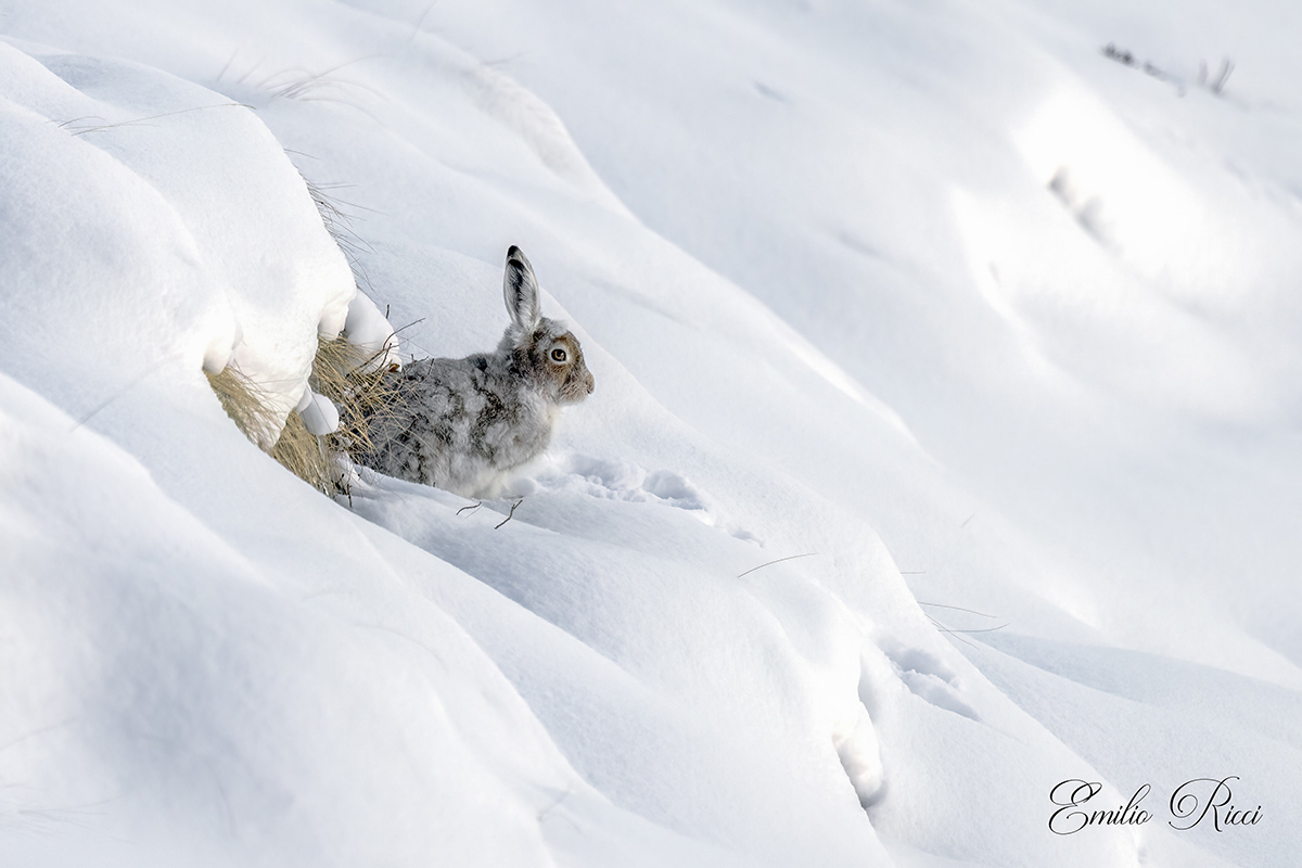 Spring Variable Moult Hare