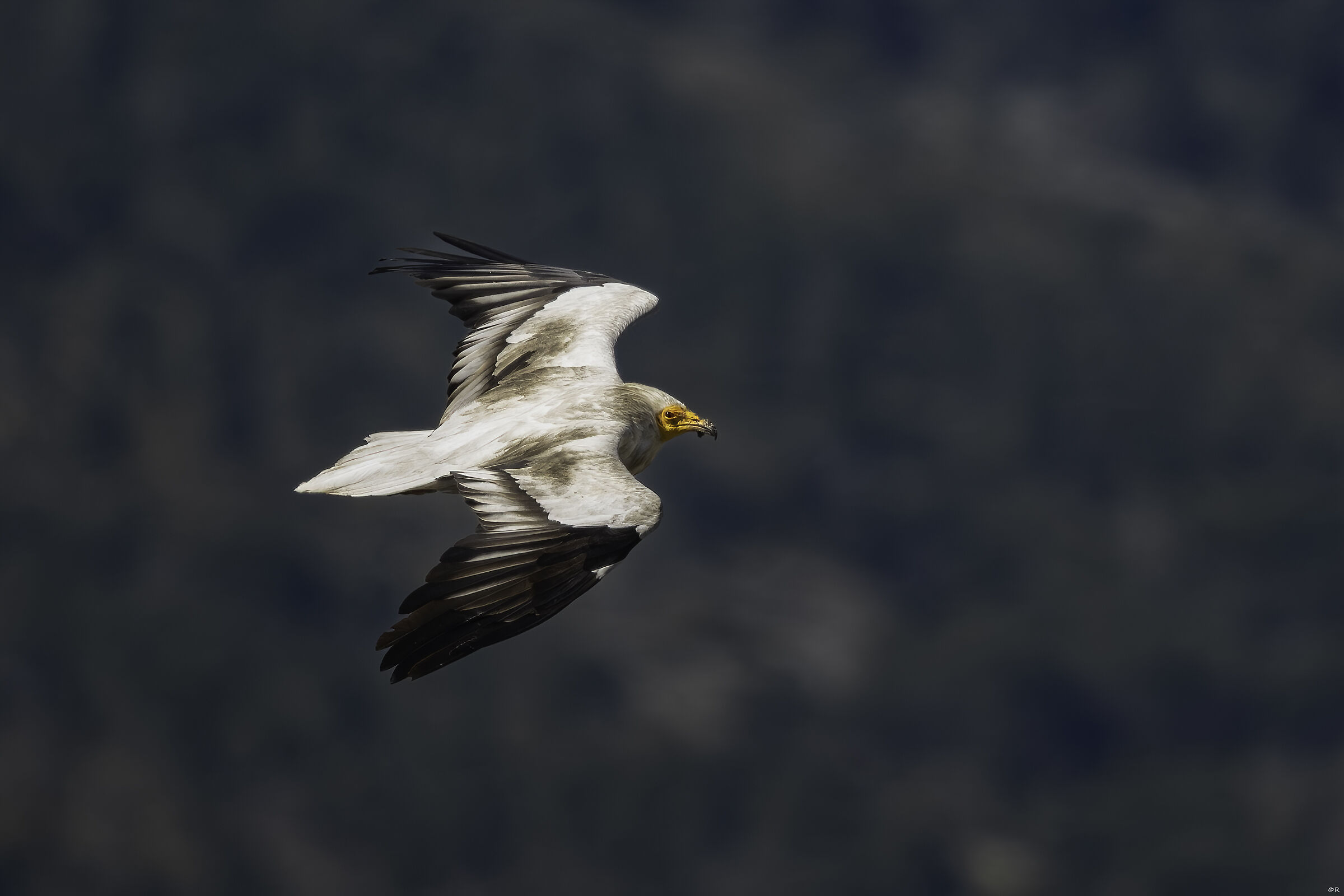 Neophron percnopterus Linnaeus