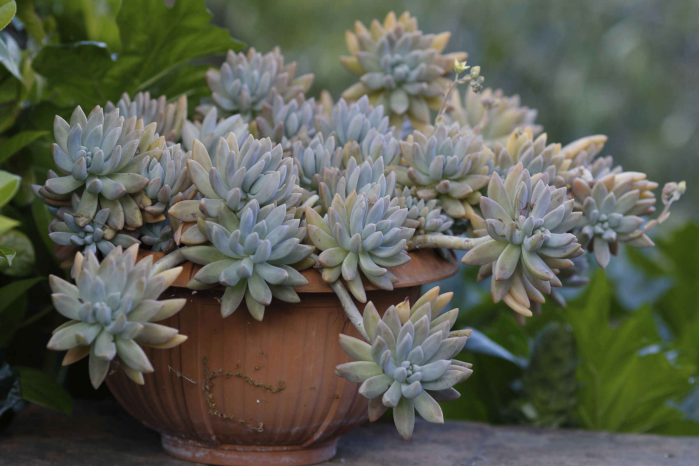 Dudleya greenei