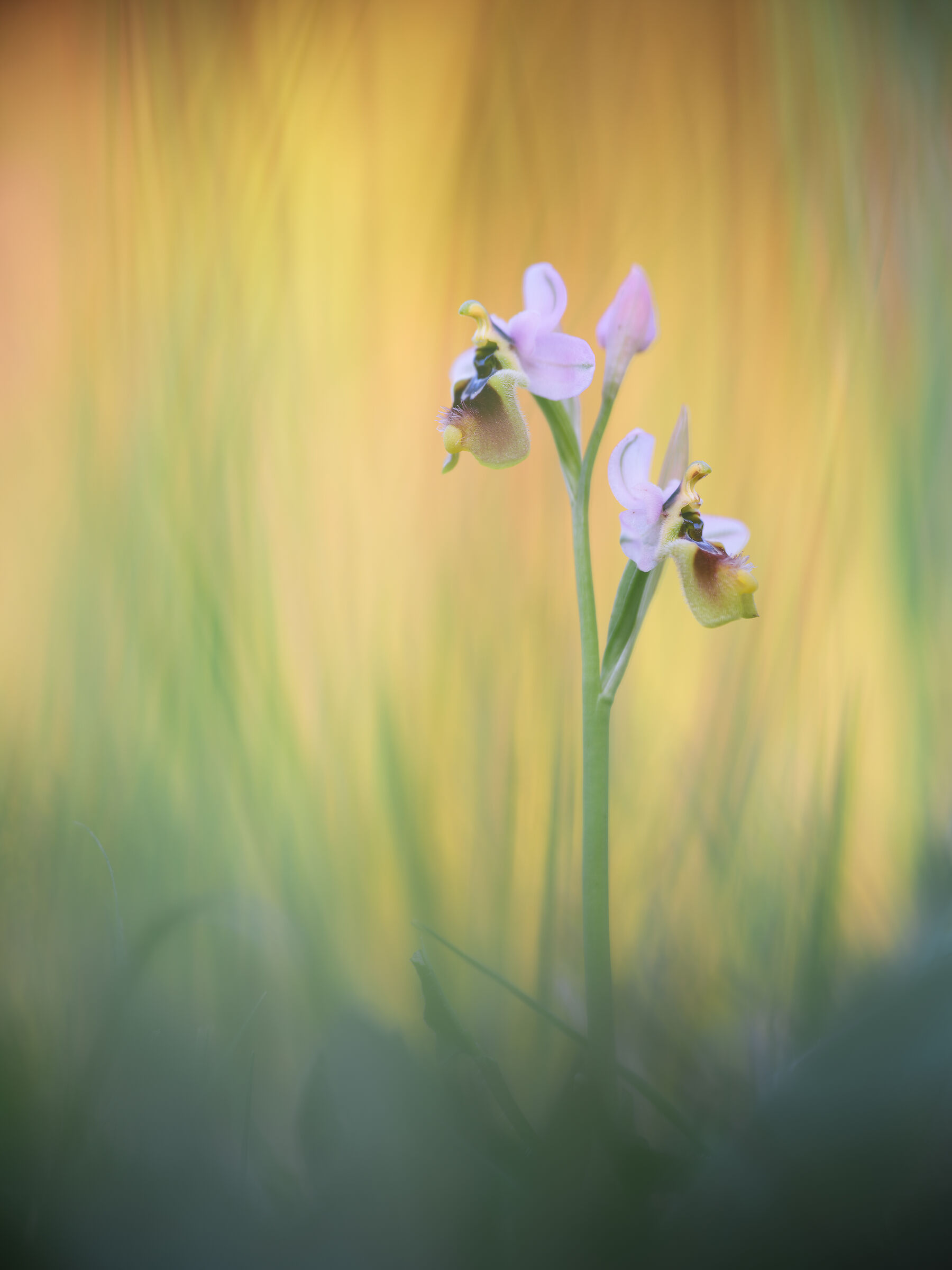 Ophrys tenthredinifera