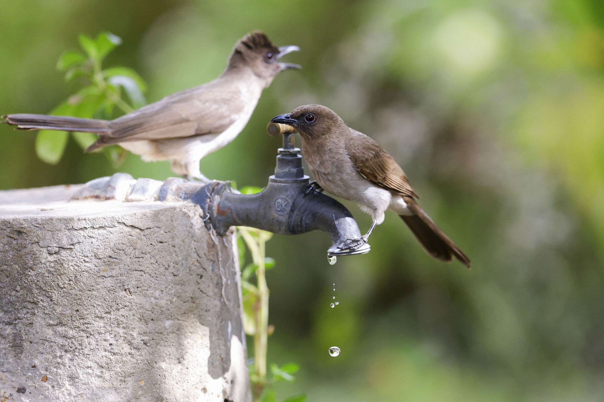 l'importanza di una sola goccia d'acqua