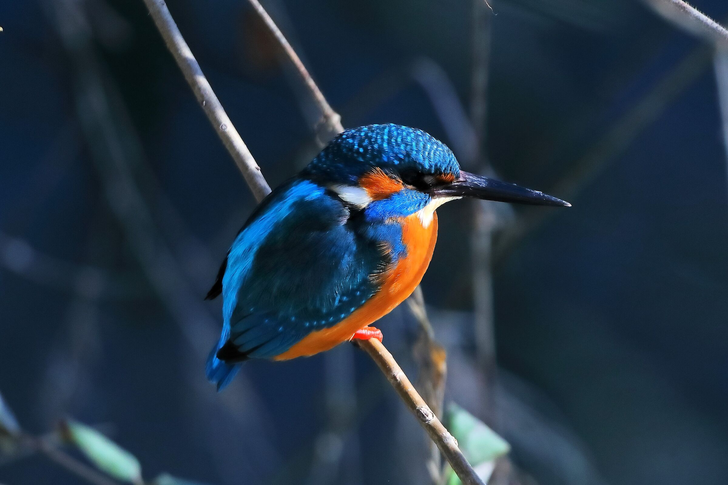 Kingfisher M 13 February 2024 - 0103