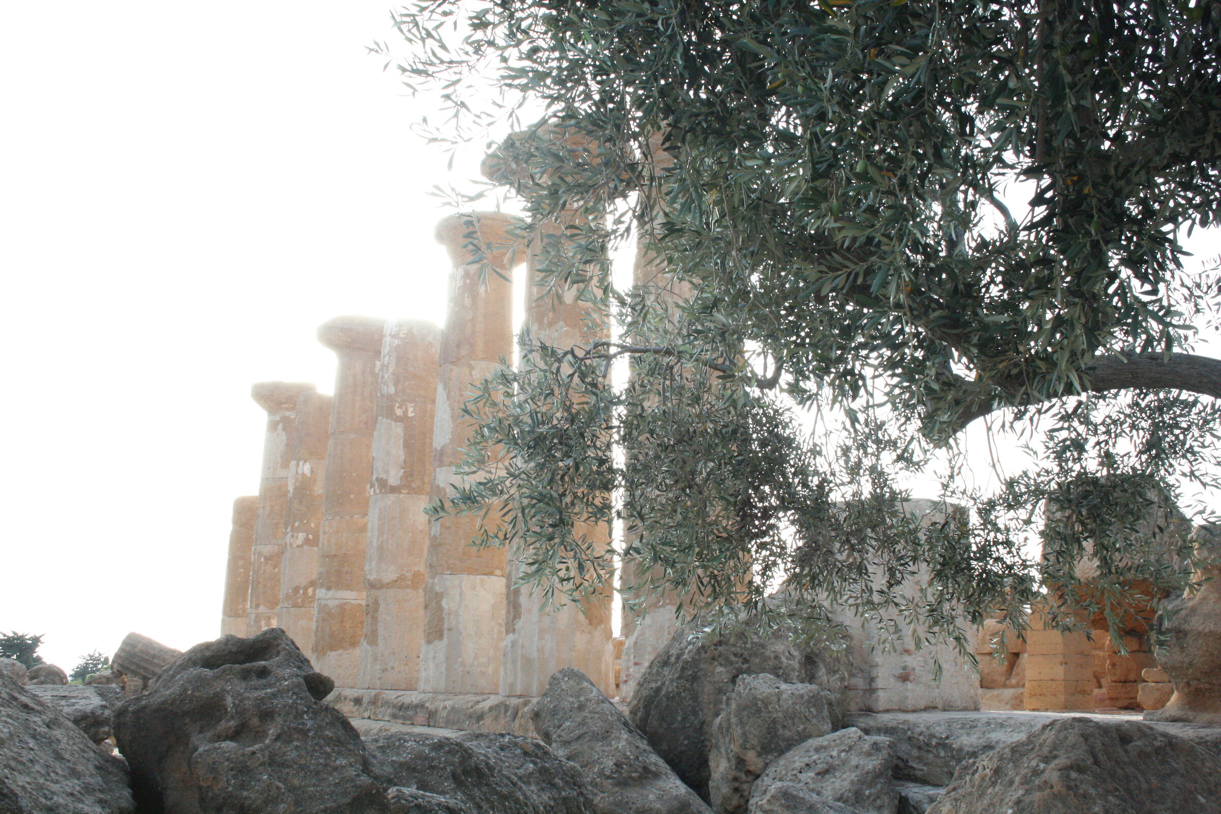 In the shade of the olive tree