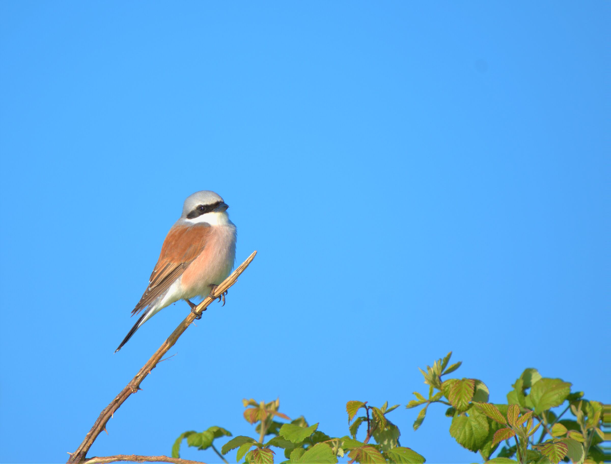 Shrike