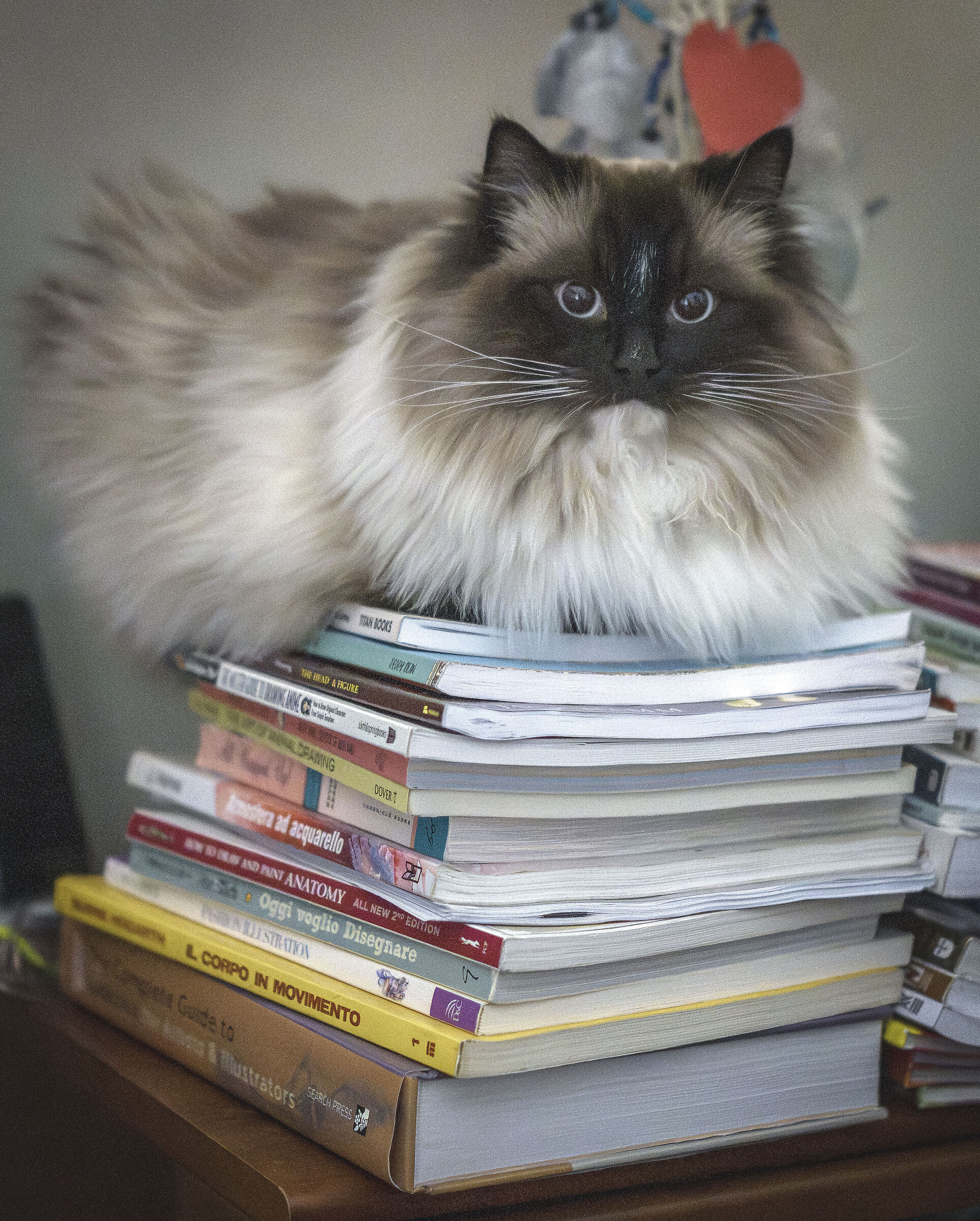 Cat Bookends