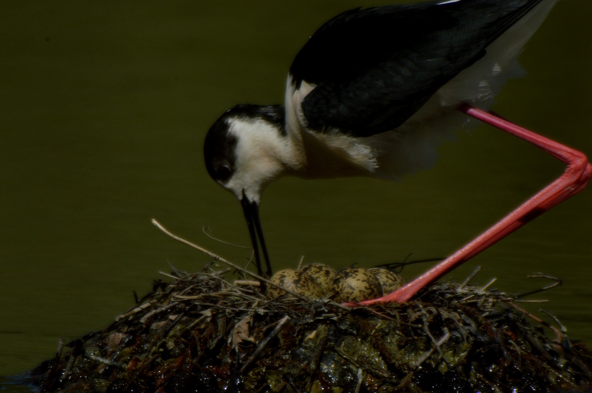 Knight of Italy to the nest