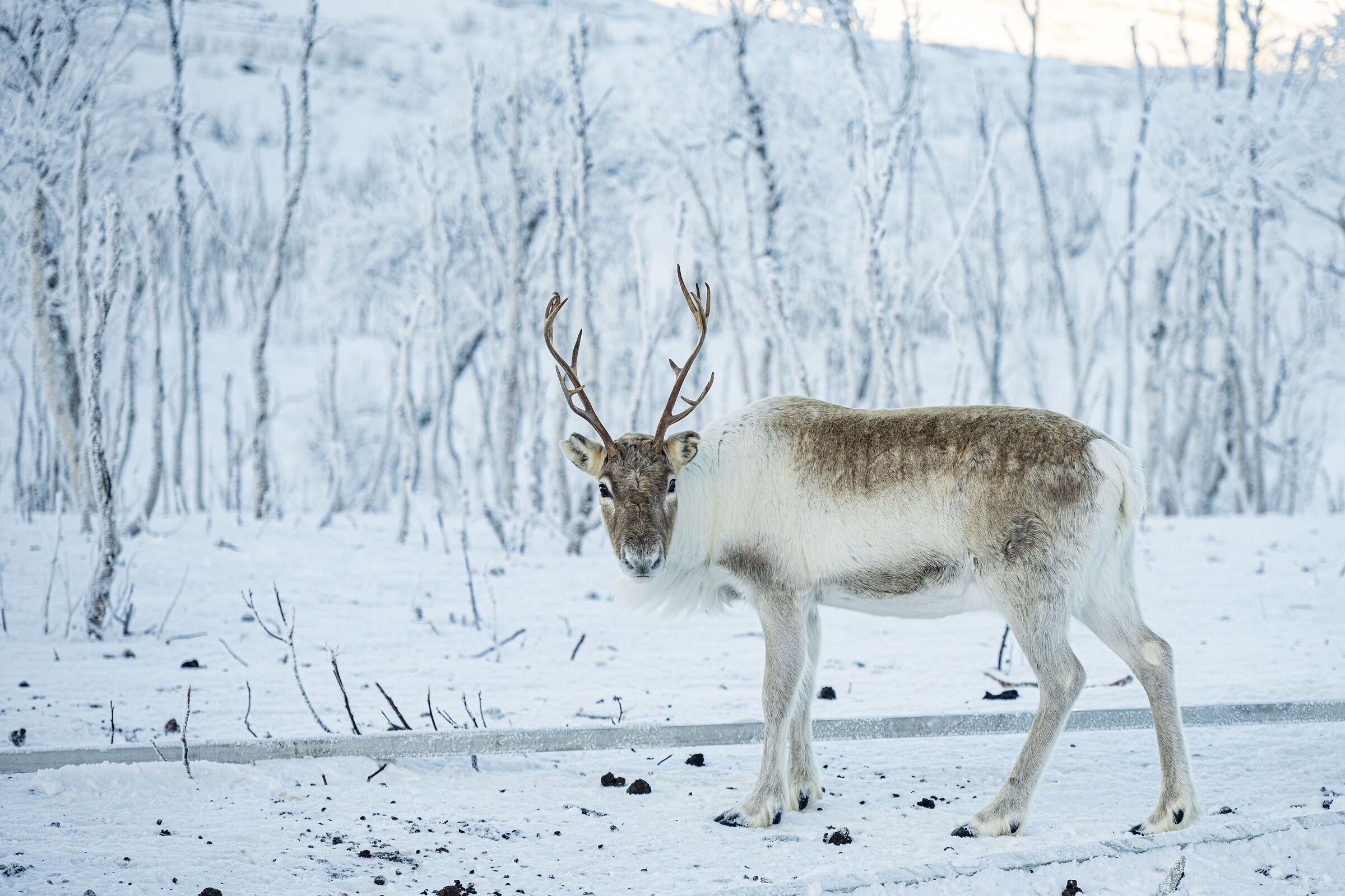 Reindeer in Abisko