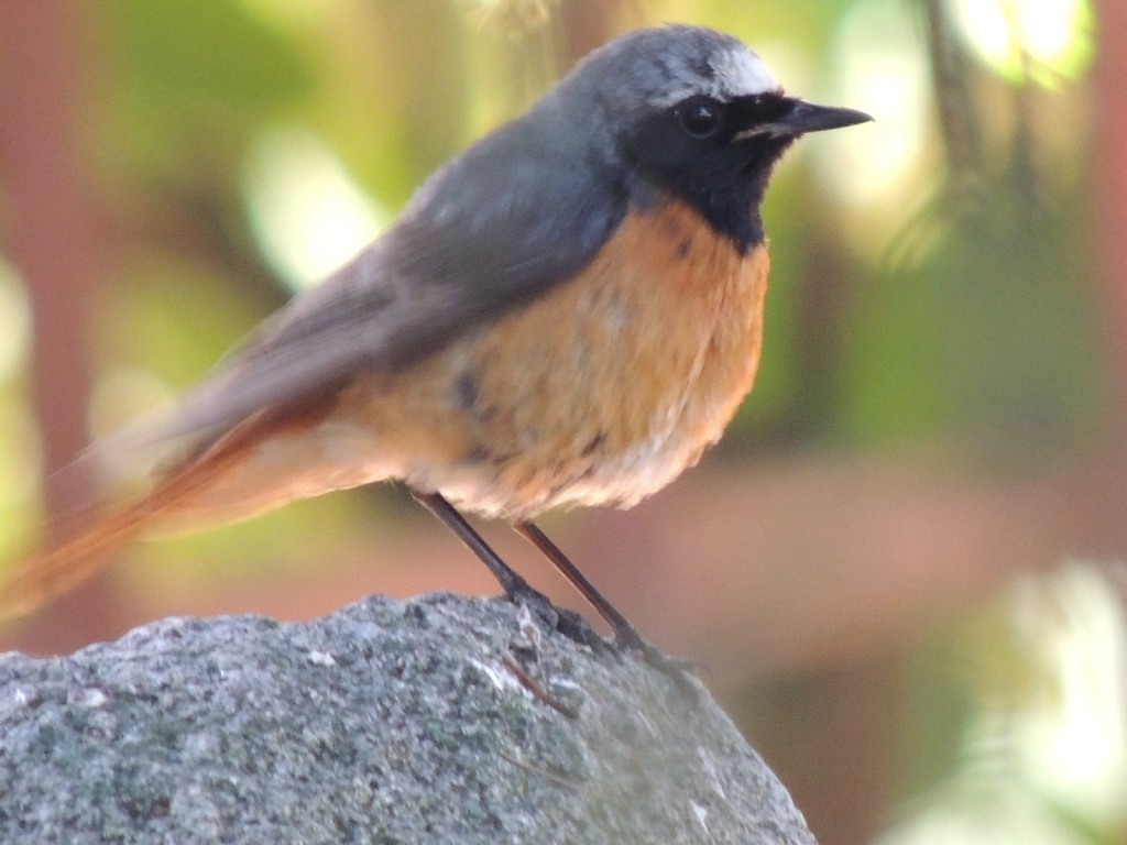 Common Redstart