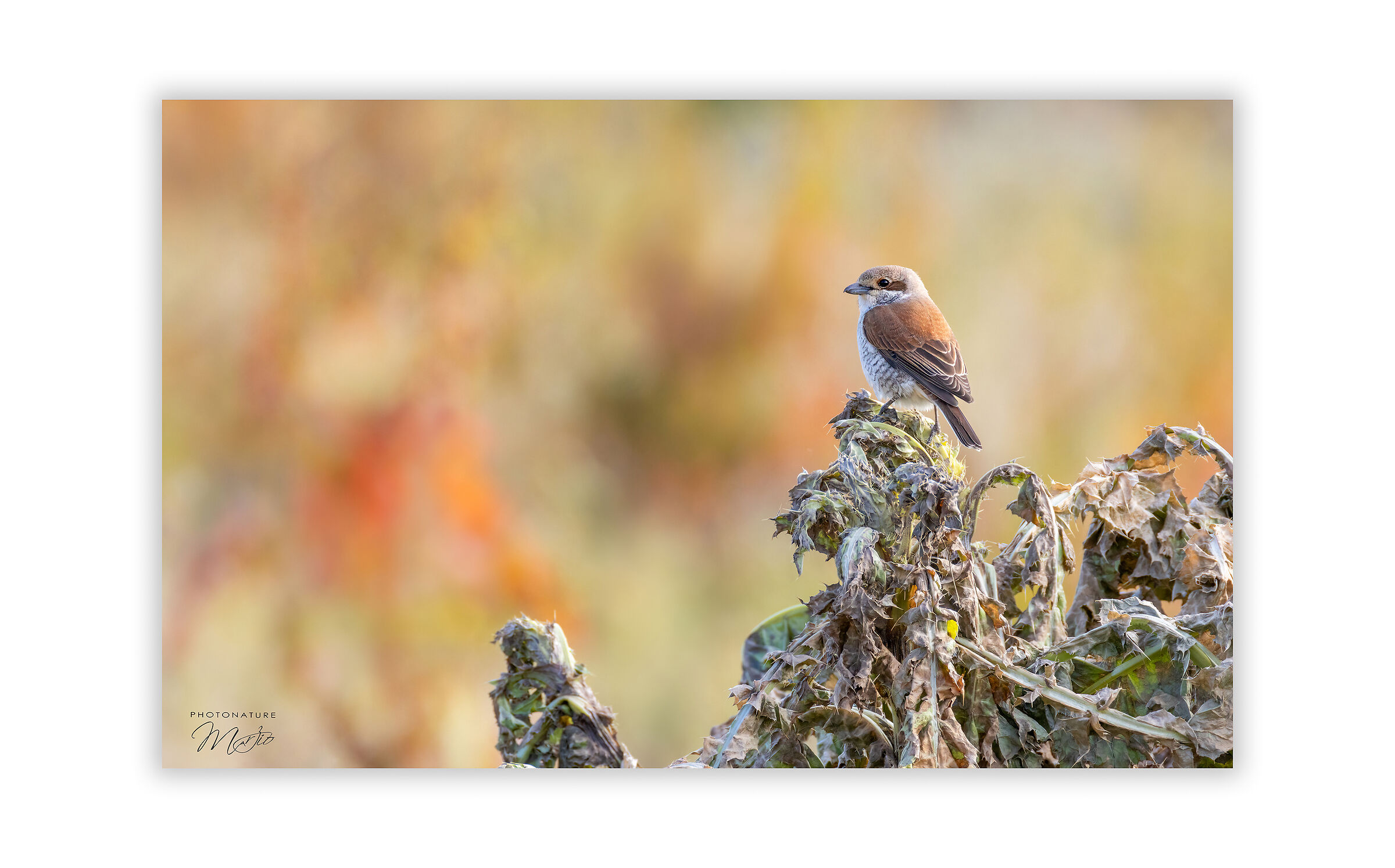 Averla Piccola "femmina"