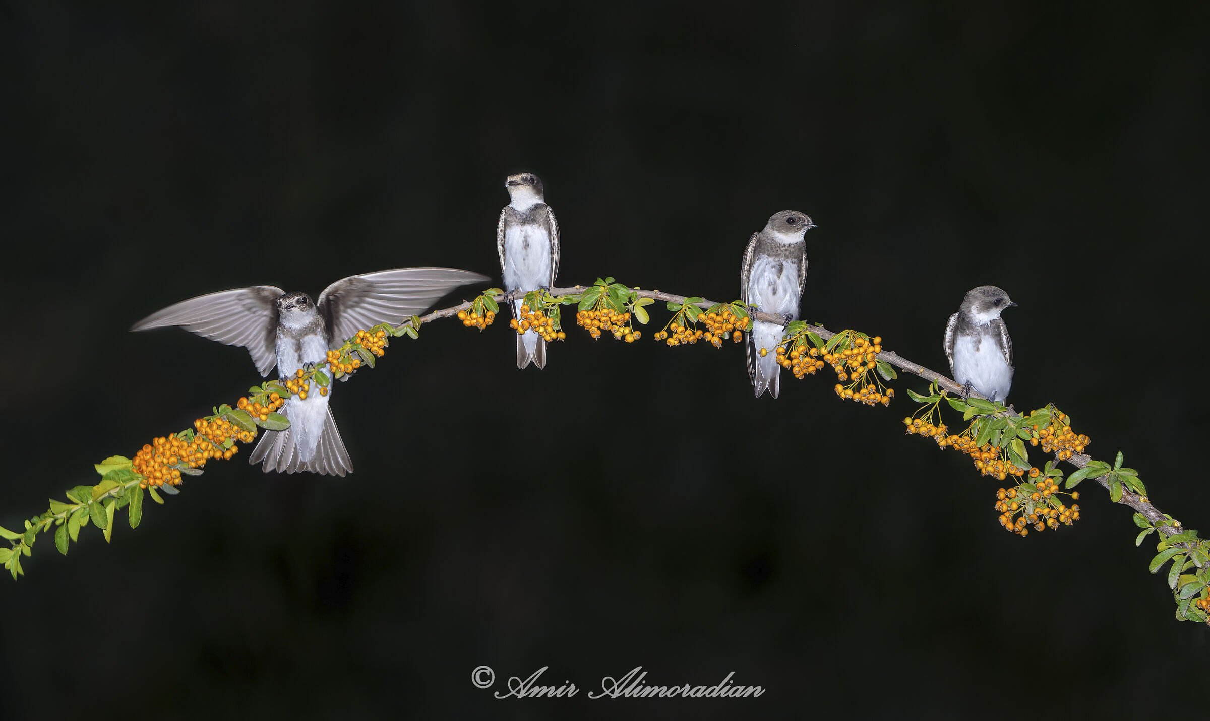 Sand martin