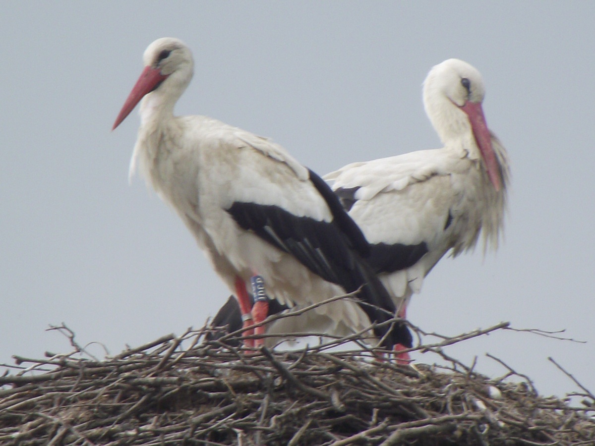 Storks