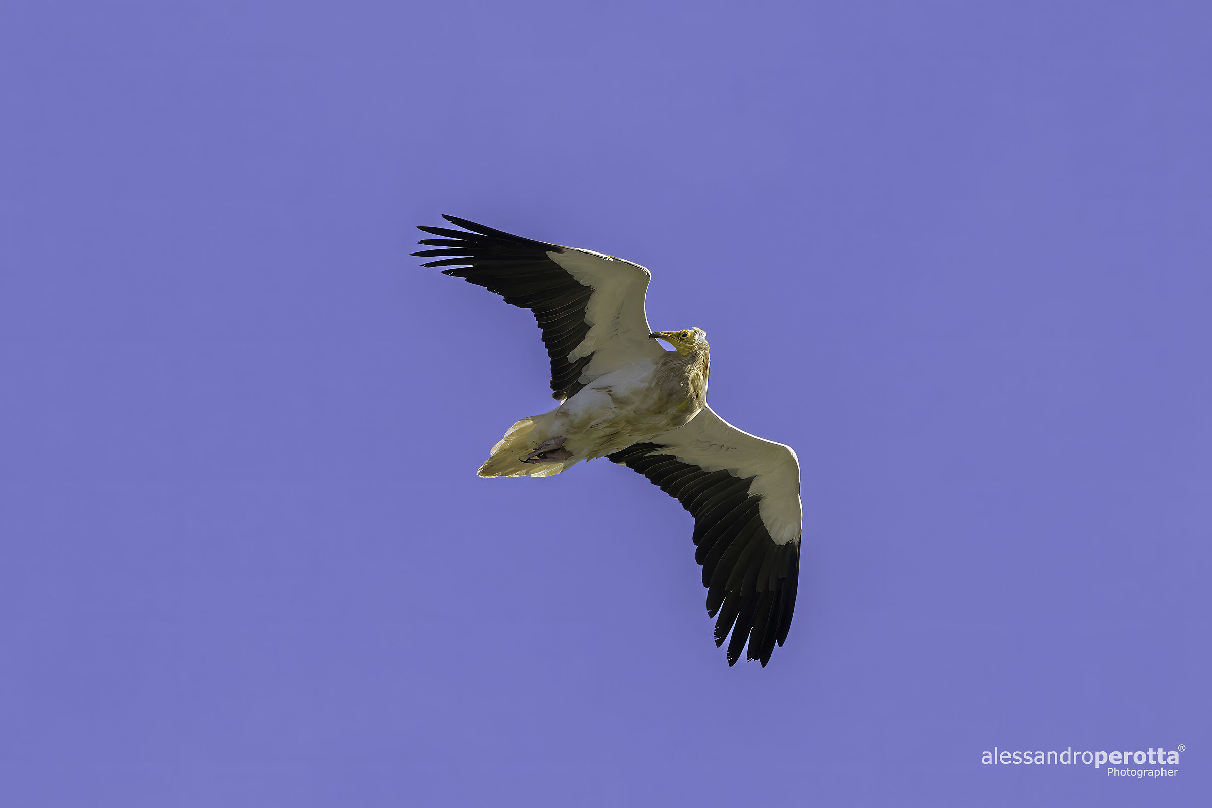 Neophron percnopterus