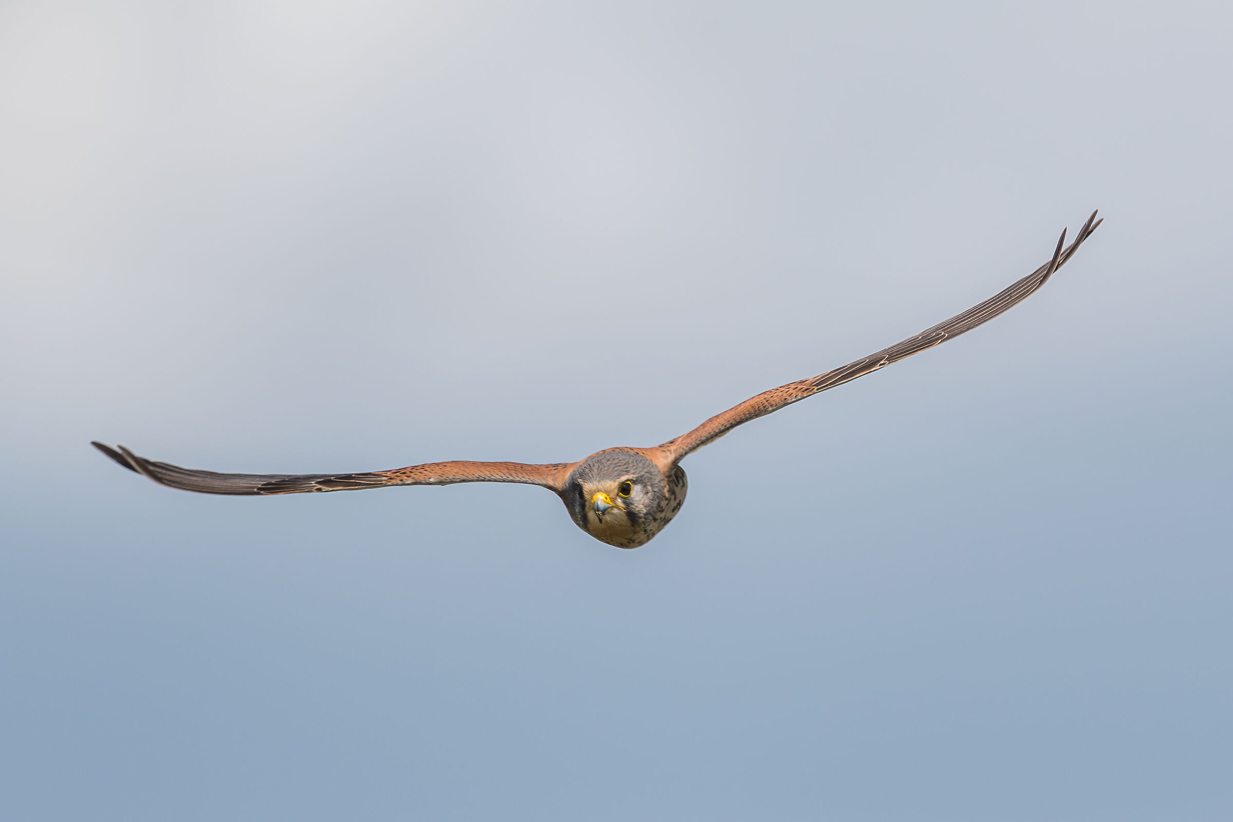 Kestrel
