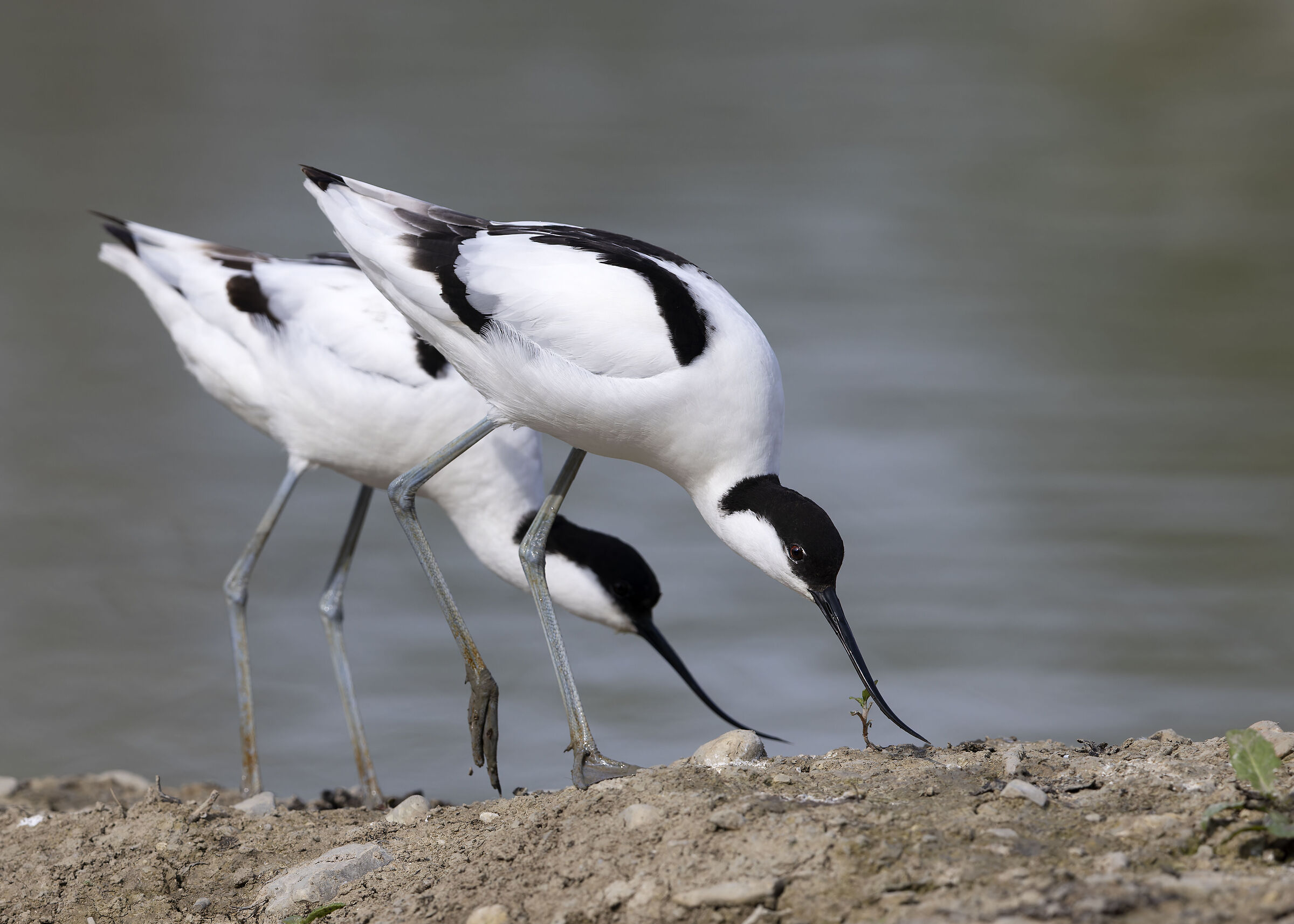 Avocetta