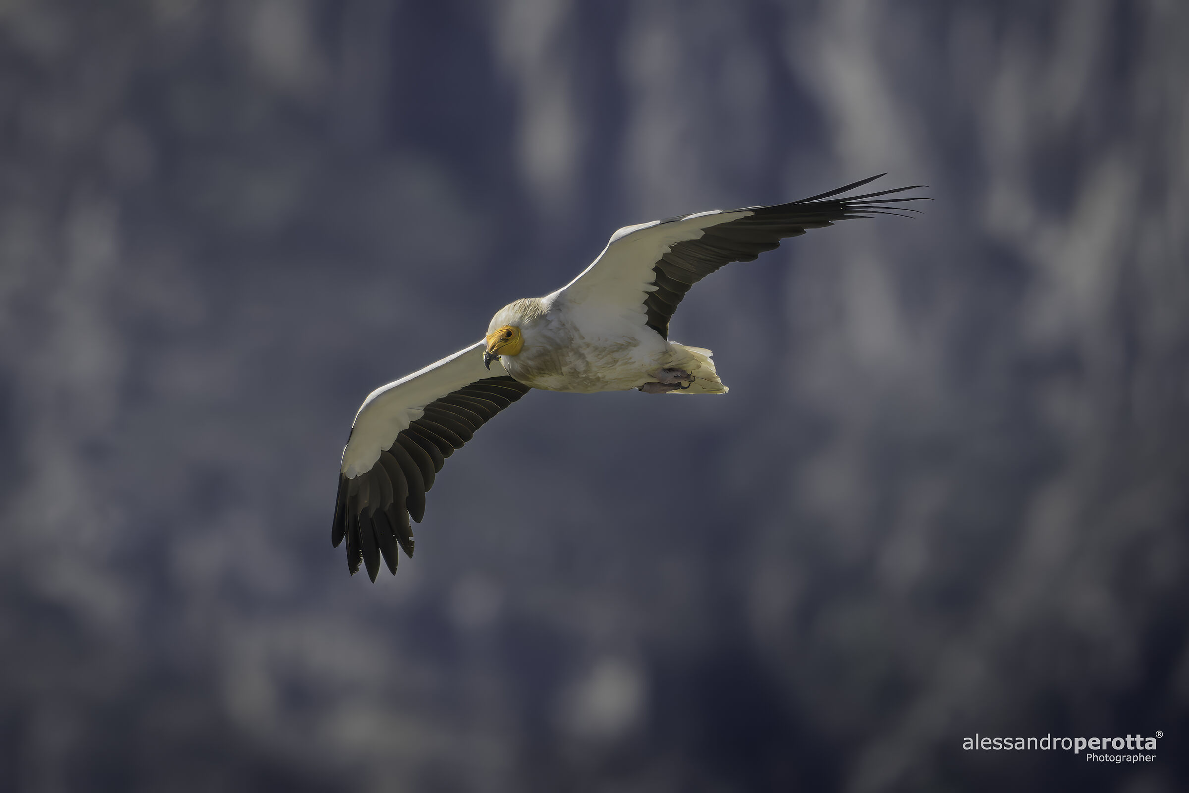 Neophron percnopterus