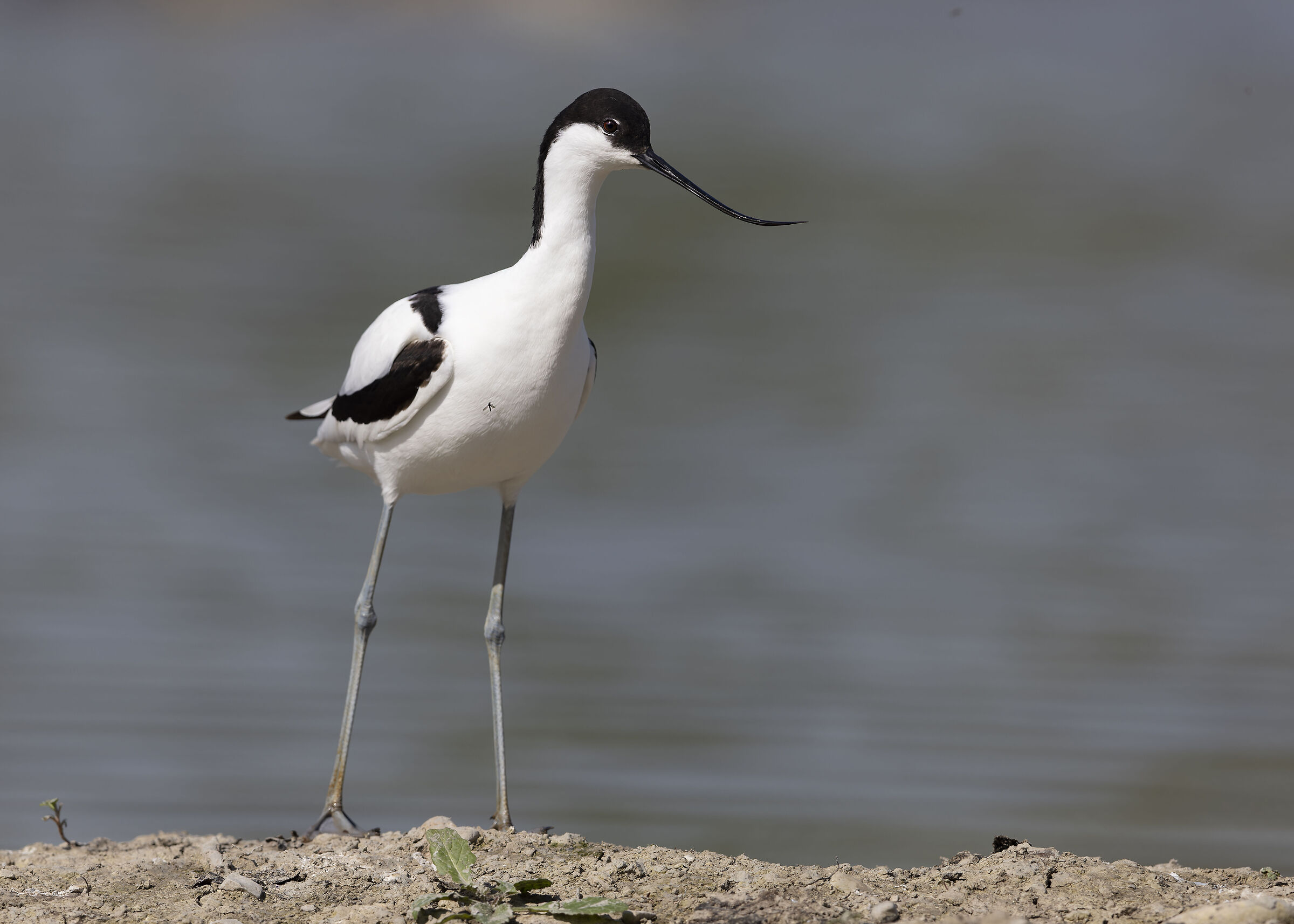 La zanzara e l'Avocetta