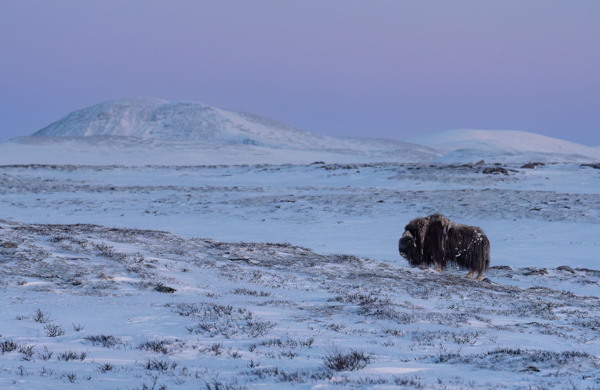 Arctic sunset