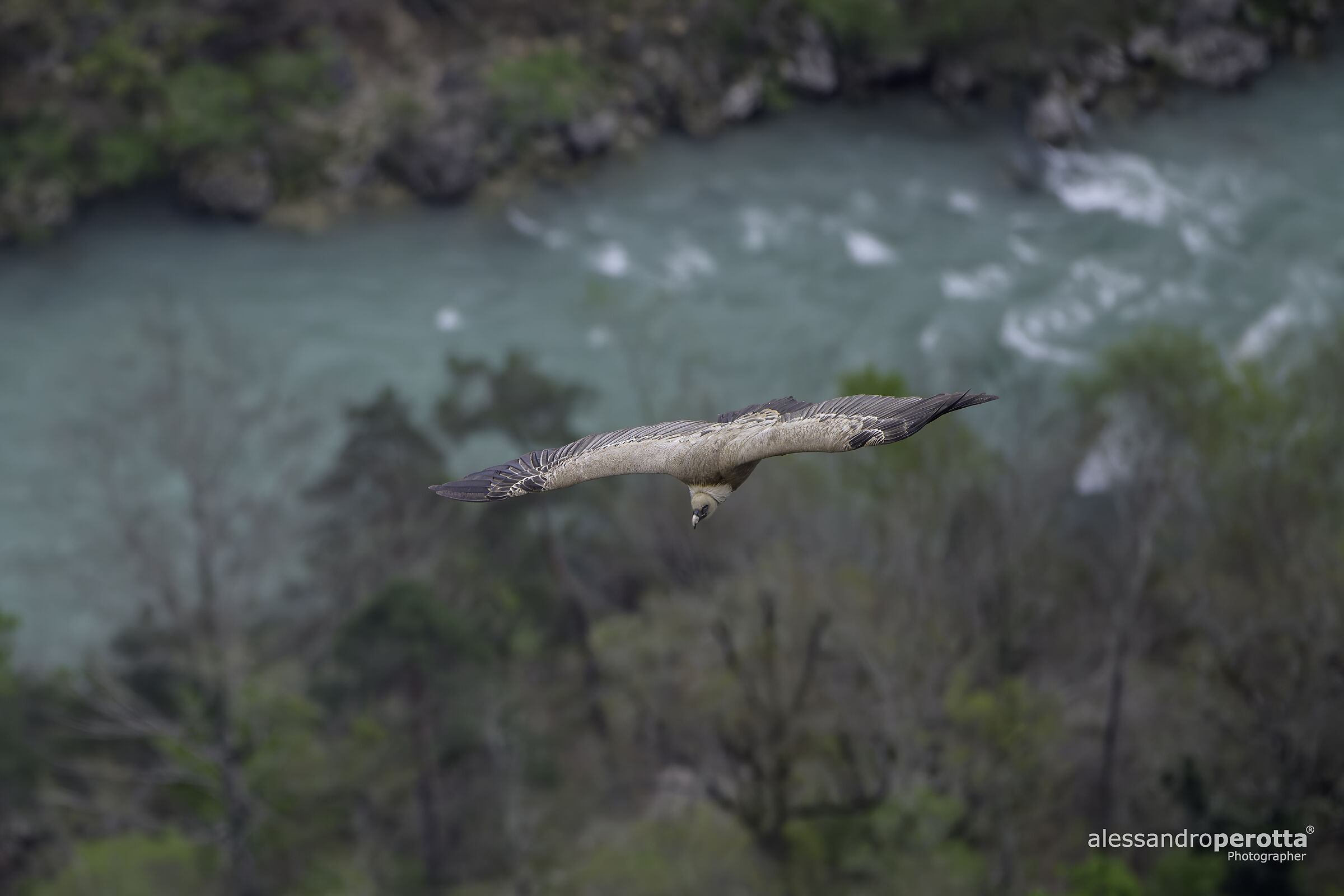 Gyps fulvus (Grifone)