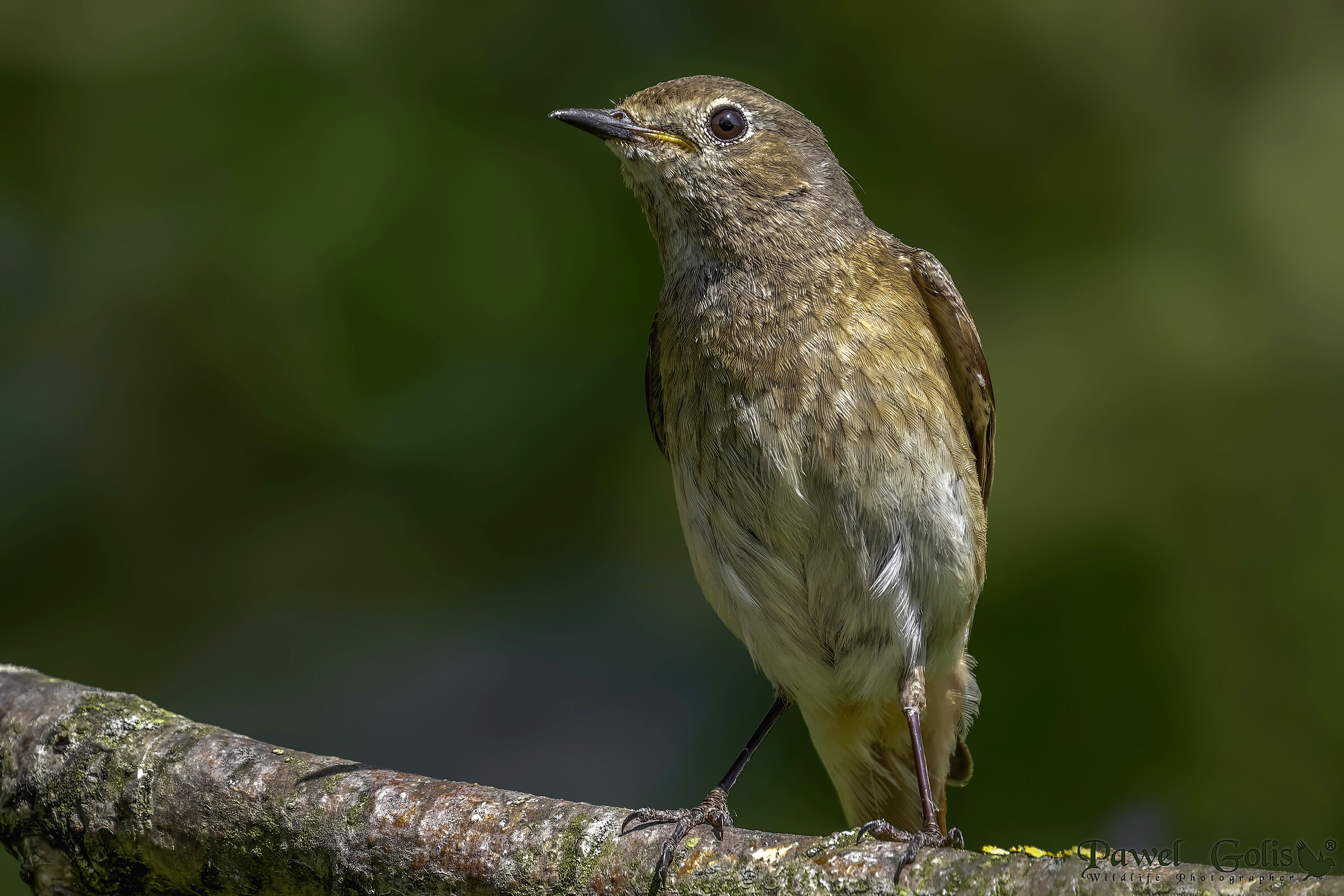 Codirosso spazzacamino (Phoenicurus phoenicurus)