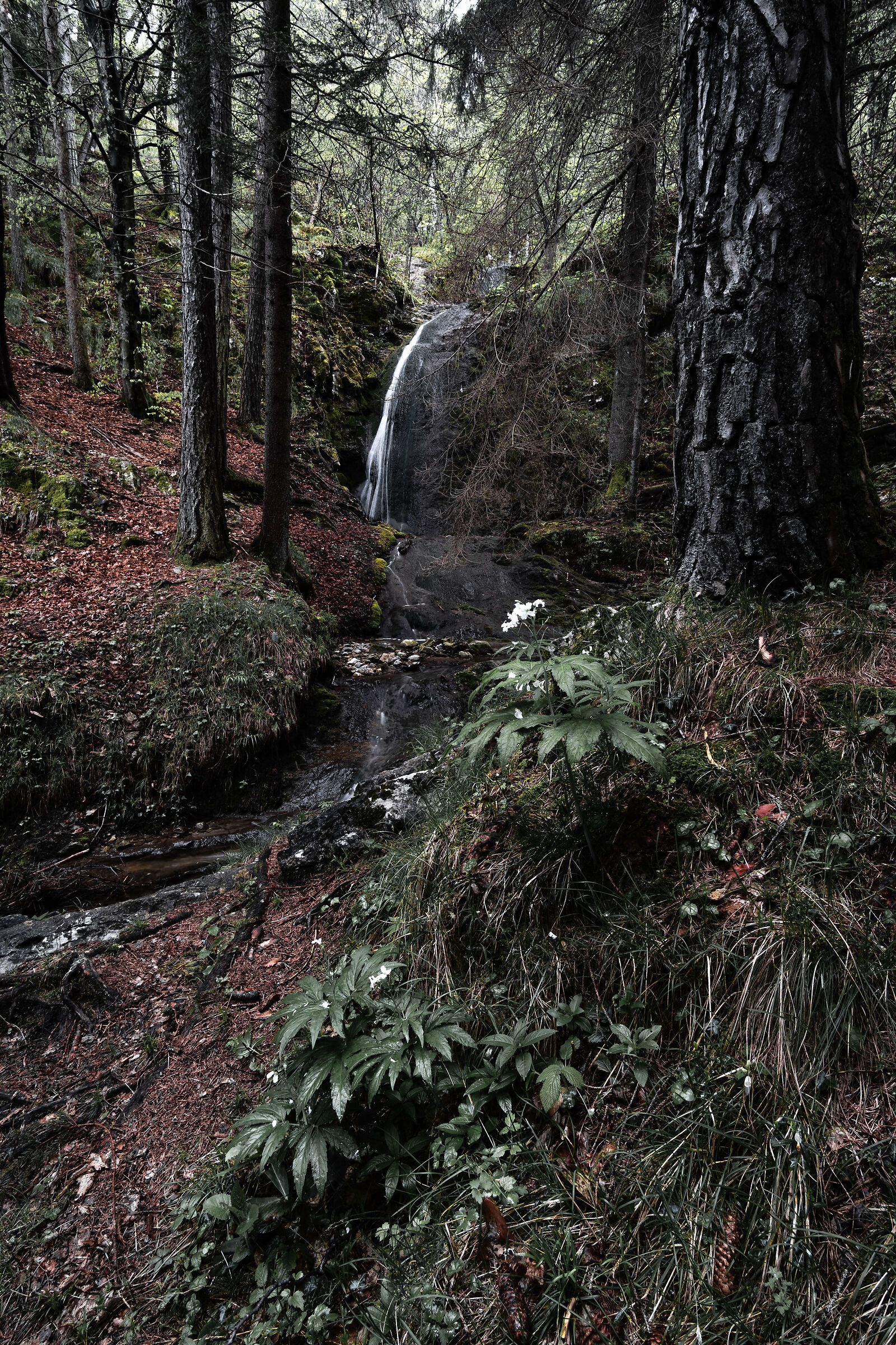 The White Flower and the Waterfall