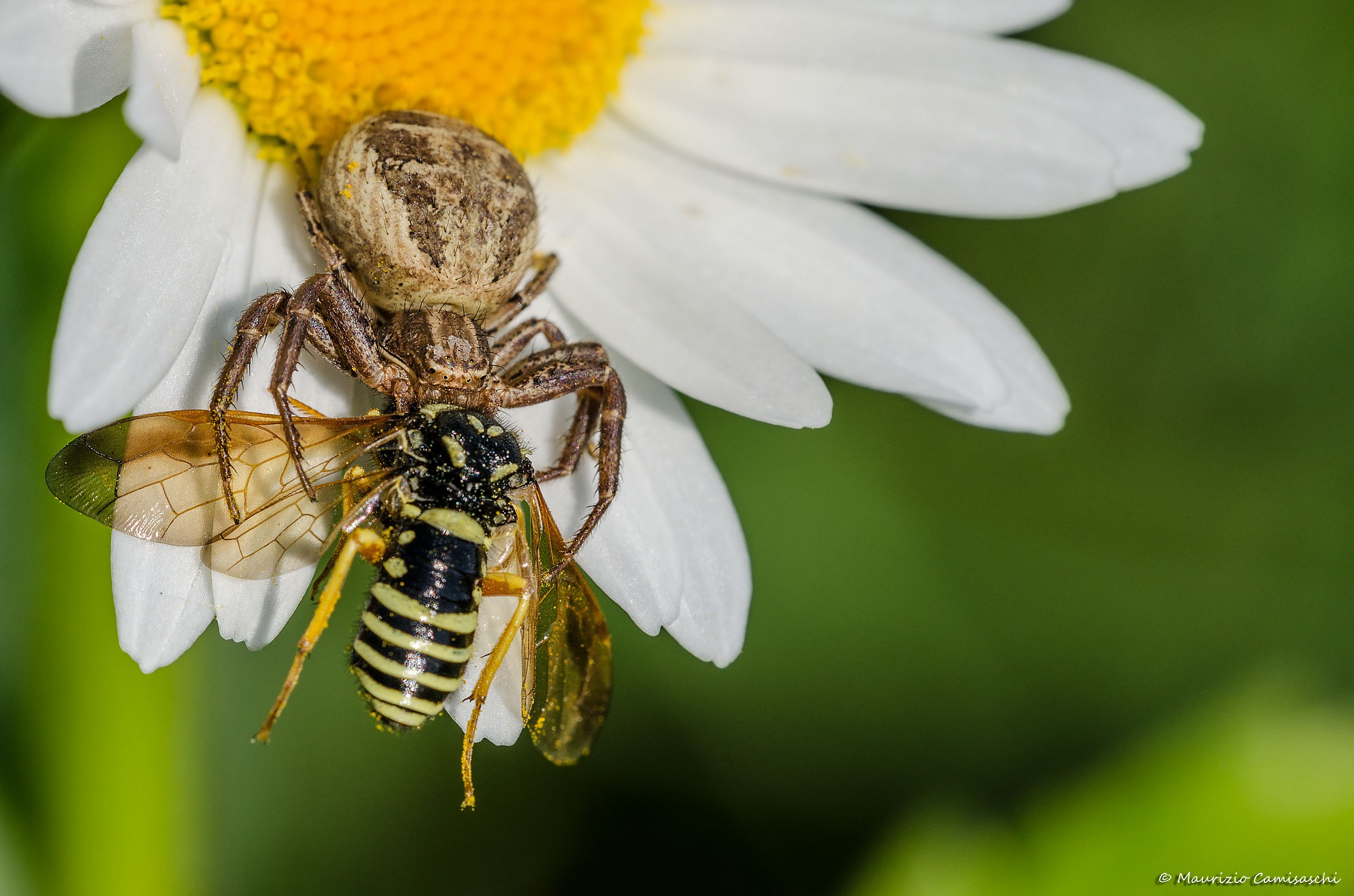 The spider and its prey