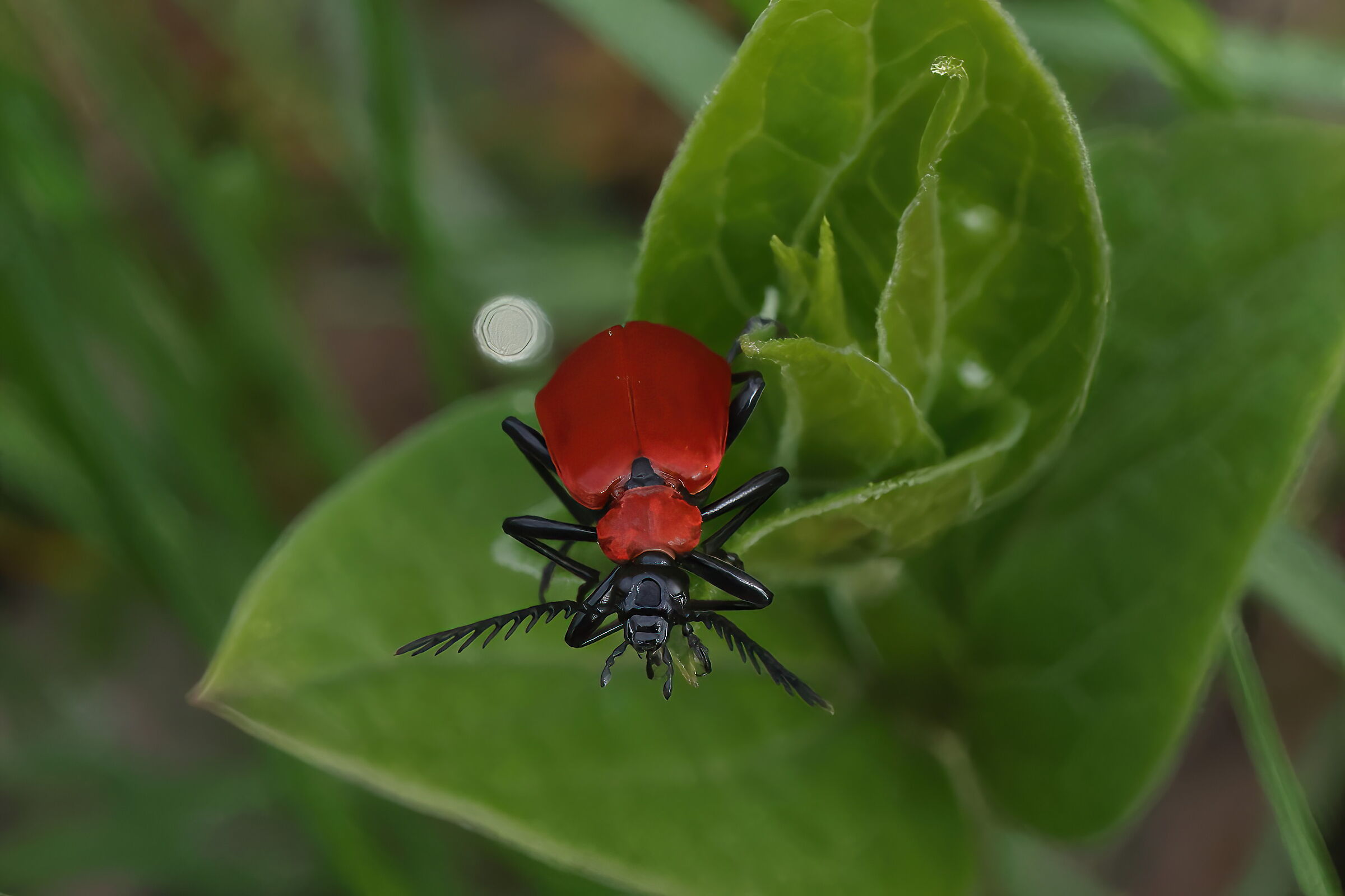 Pyrochroa serraticornis