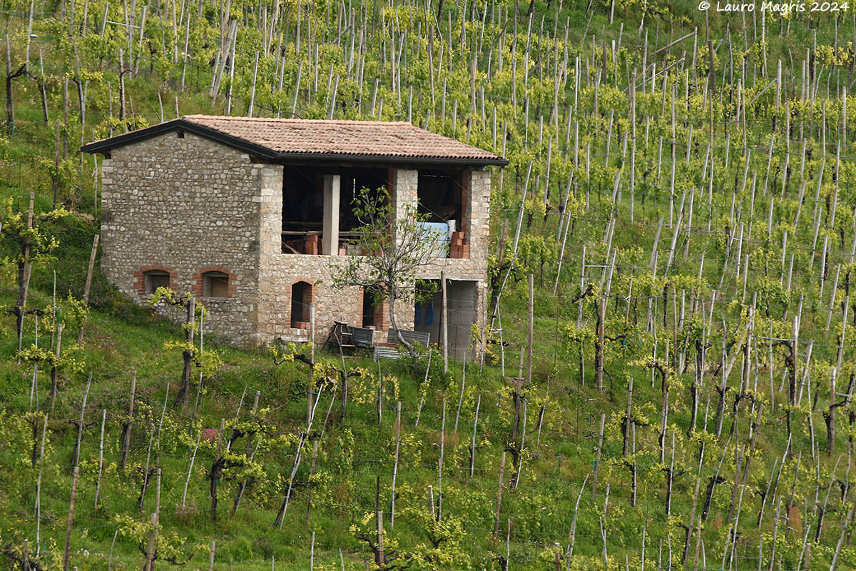 Circondata da vigneti