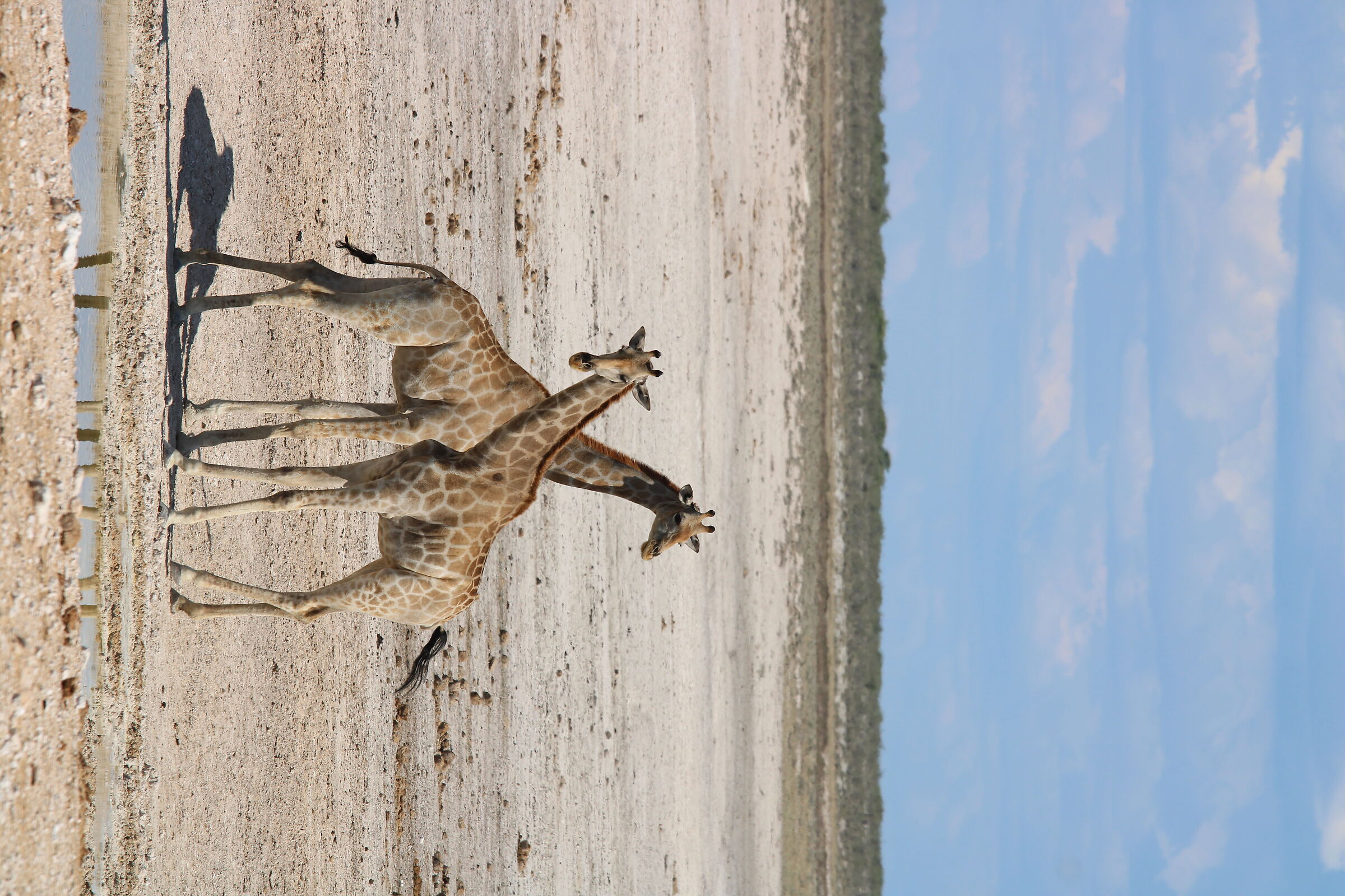 Giraffe nell'Etosha