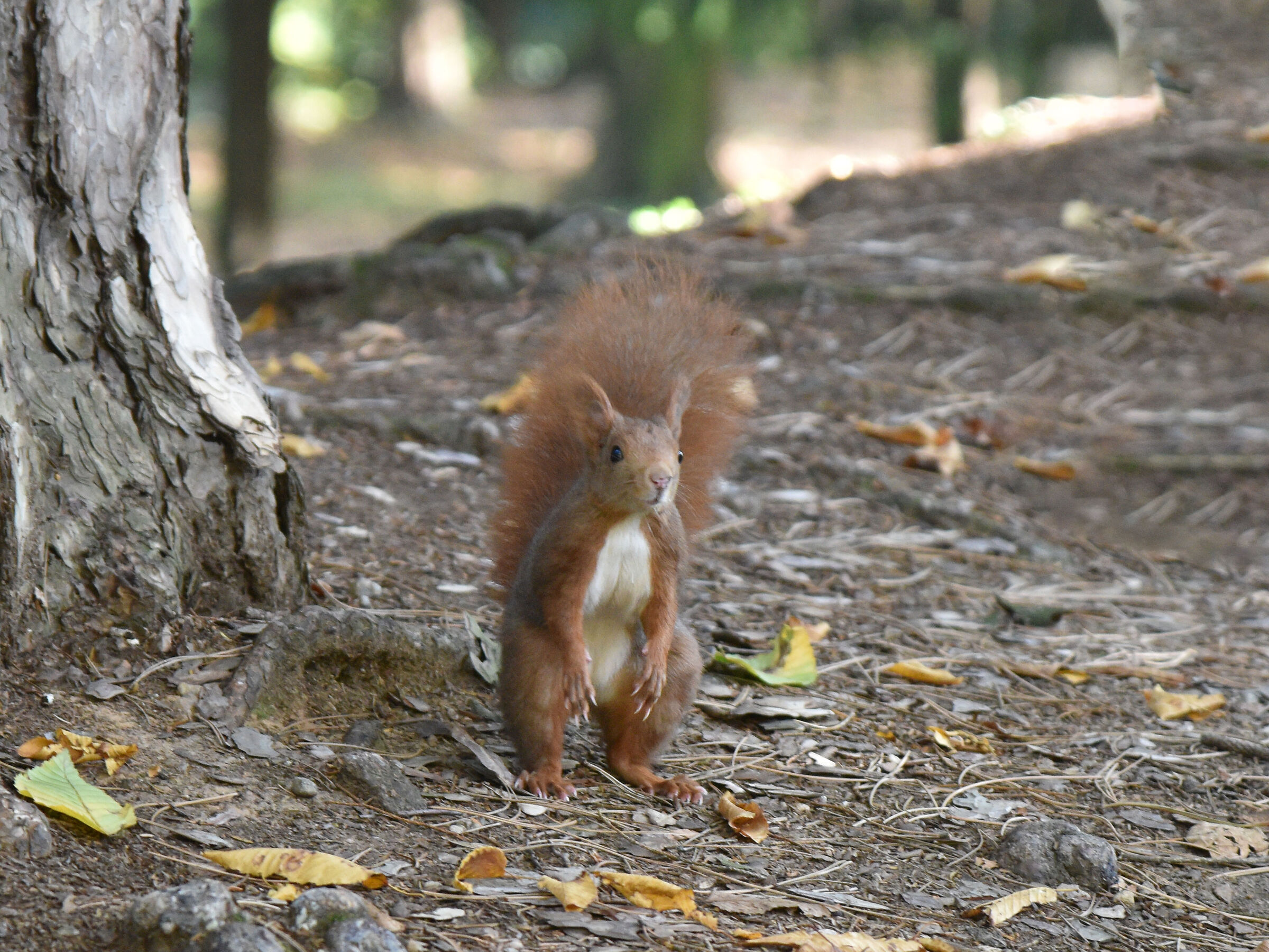 Squirrel