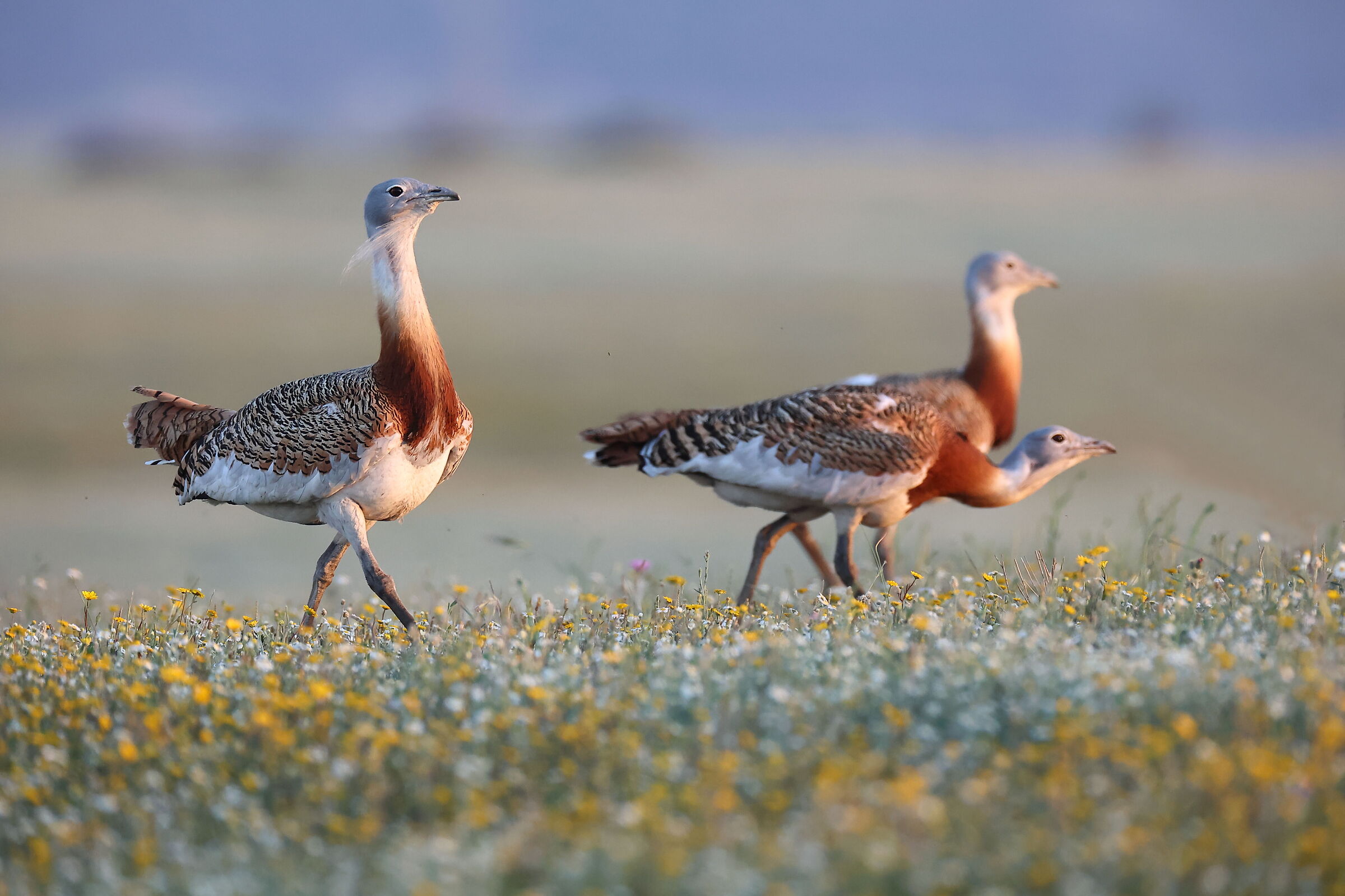 Bustards at sunset