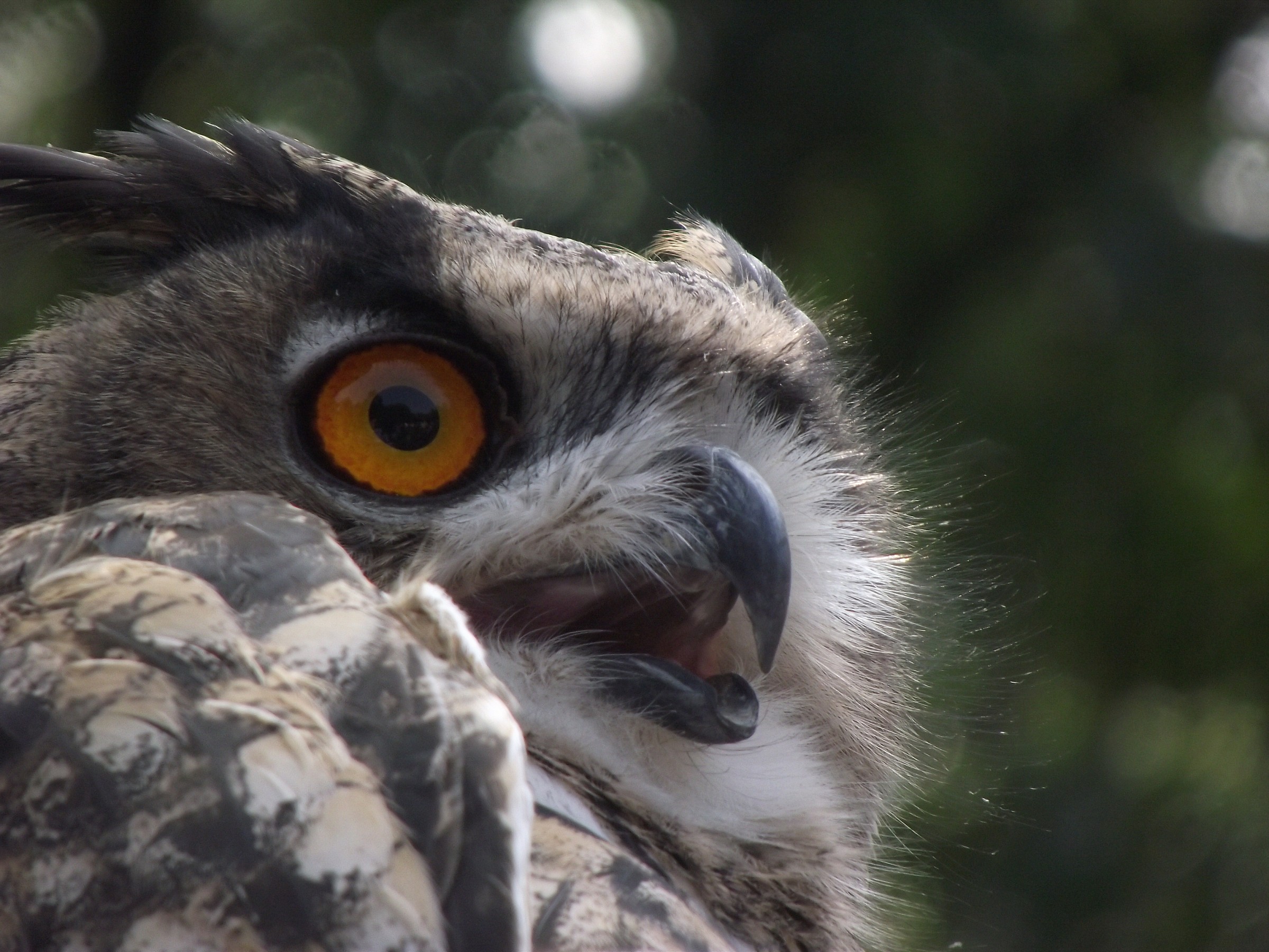 Portrait of Eagle Owl