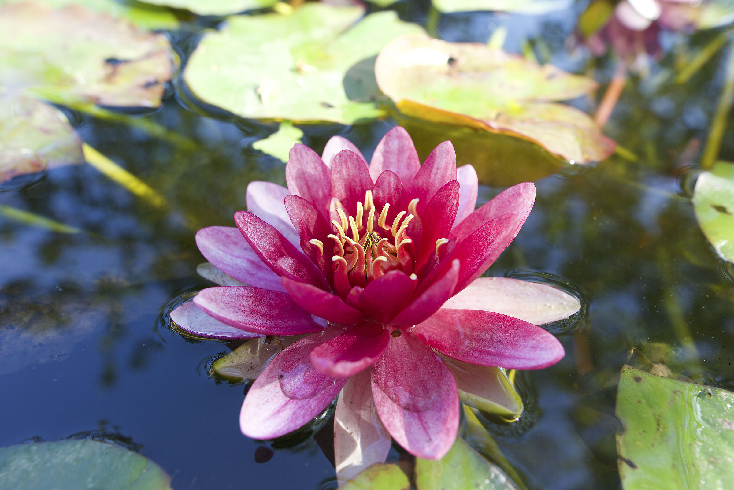 WATER LILY