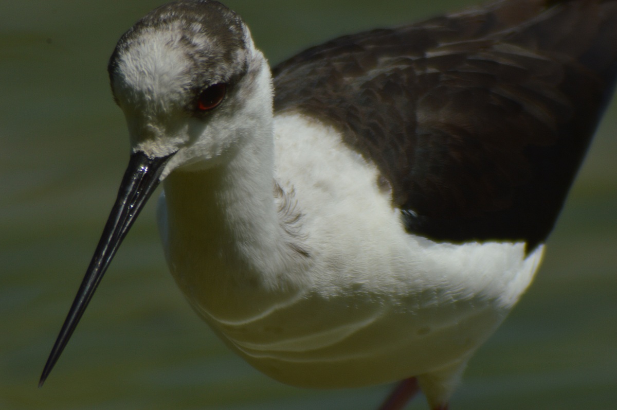 Portrait of a Knight of Italy