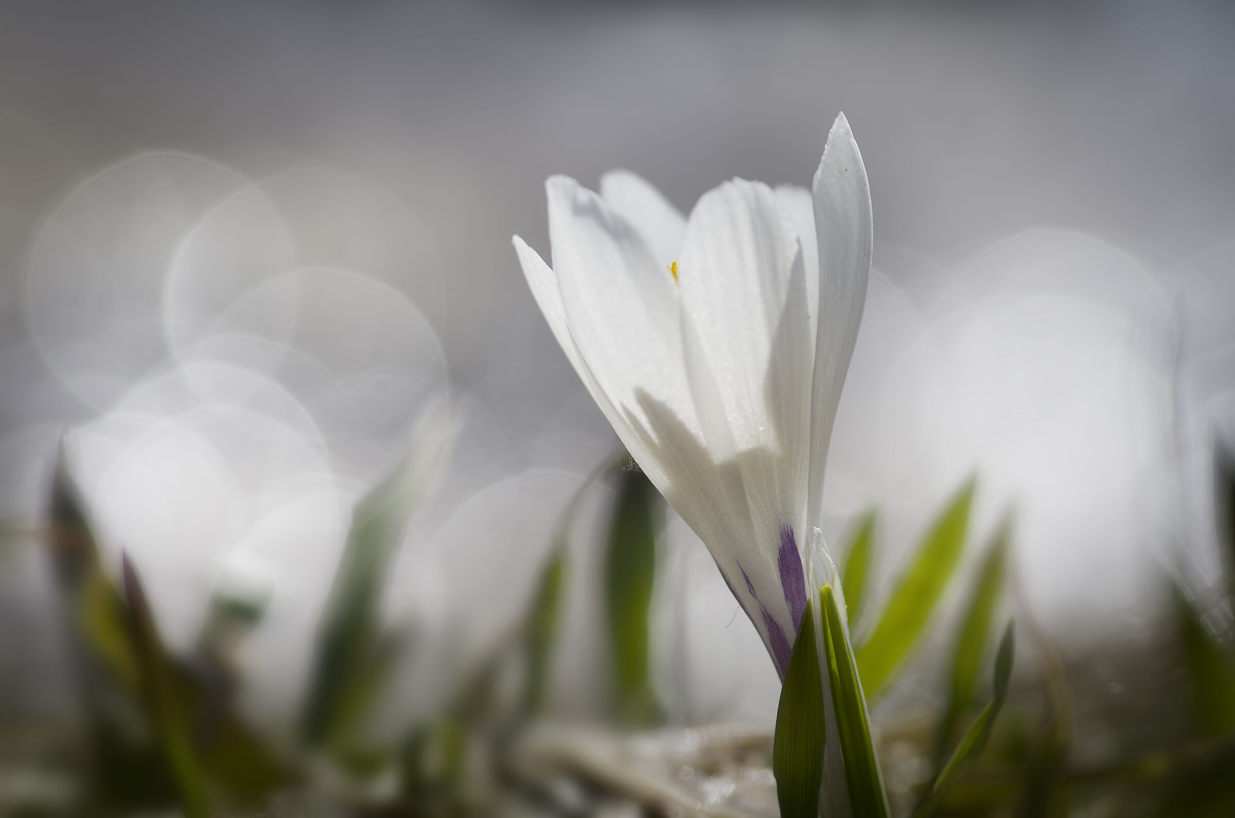 Crocus di montagna