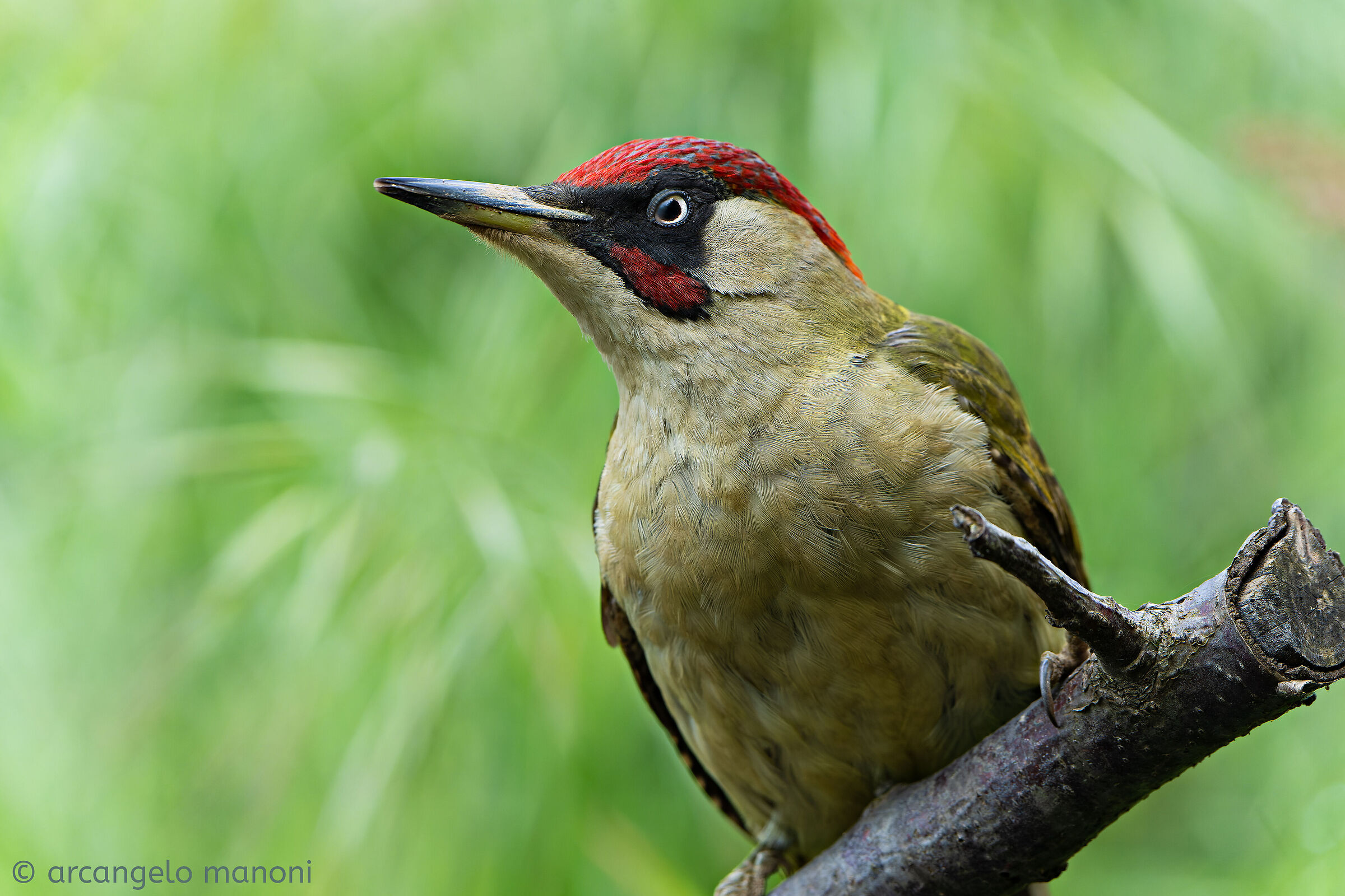 Picchio verde che fa l'occhiolino al fotografo