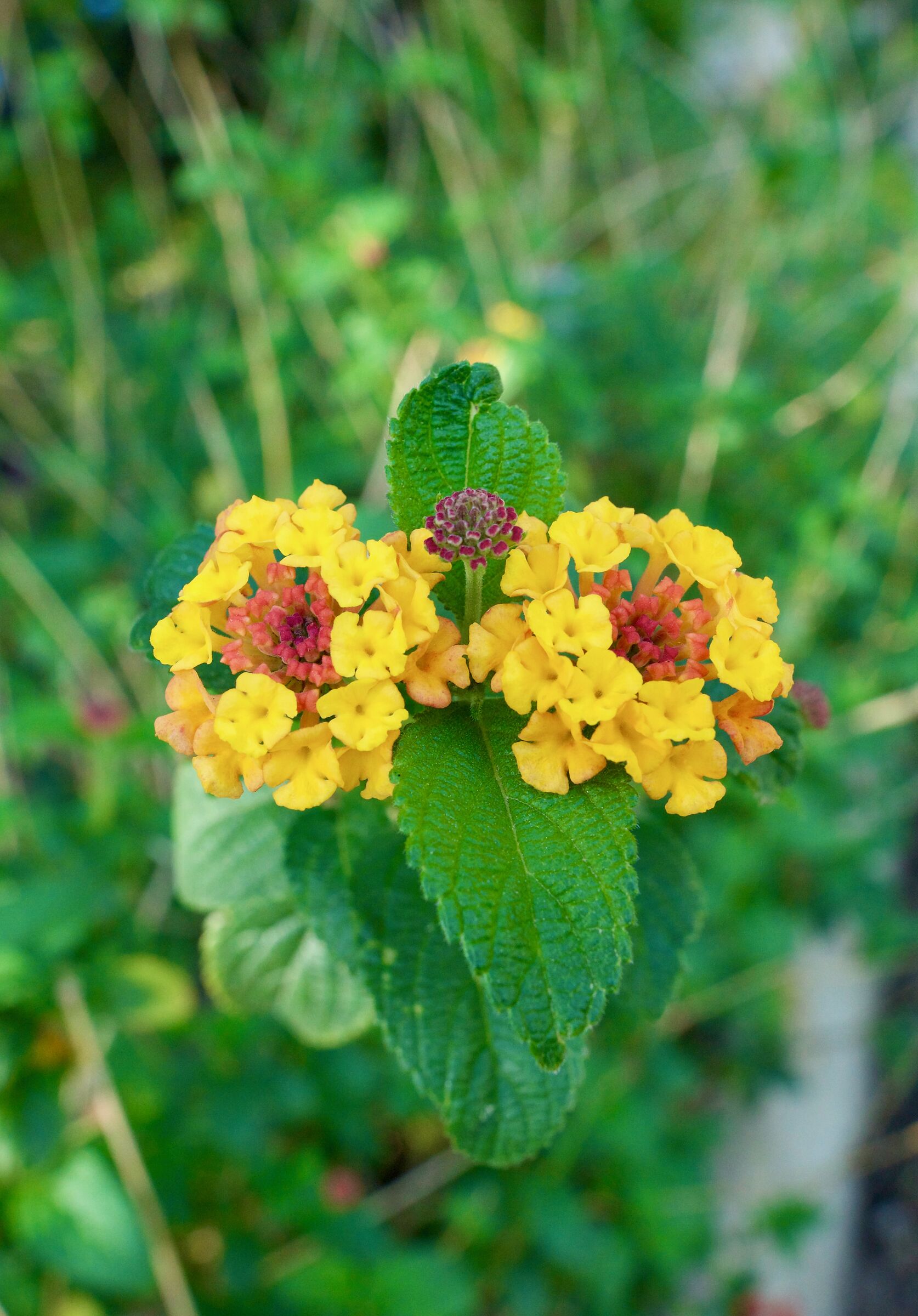 LANTANA