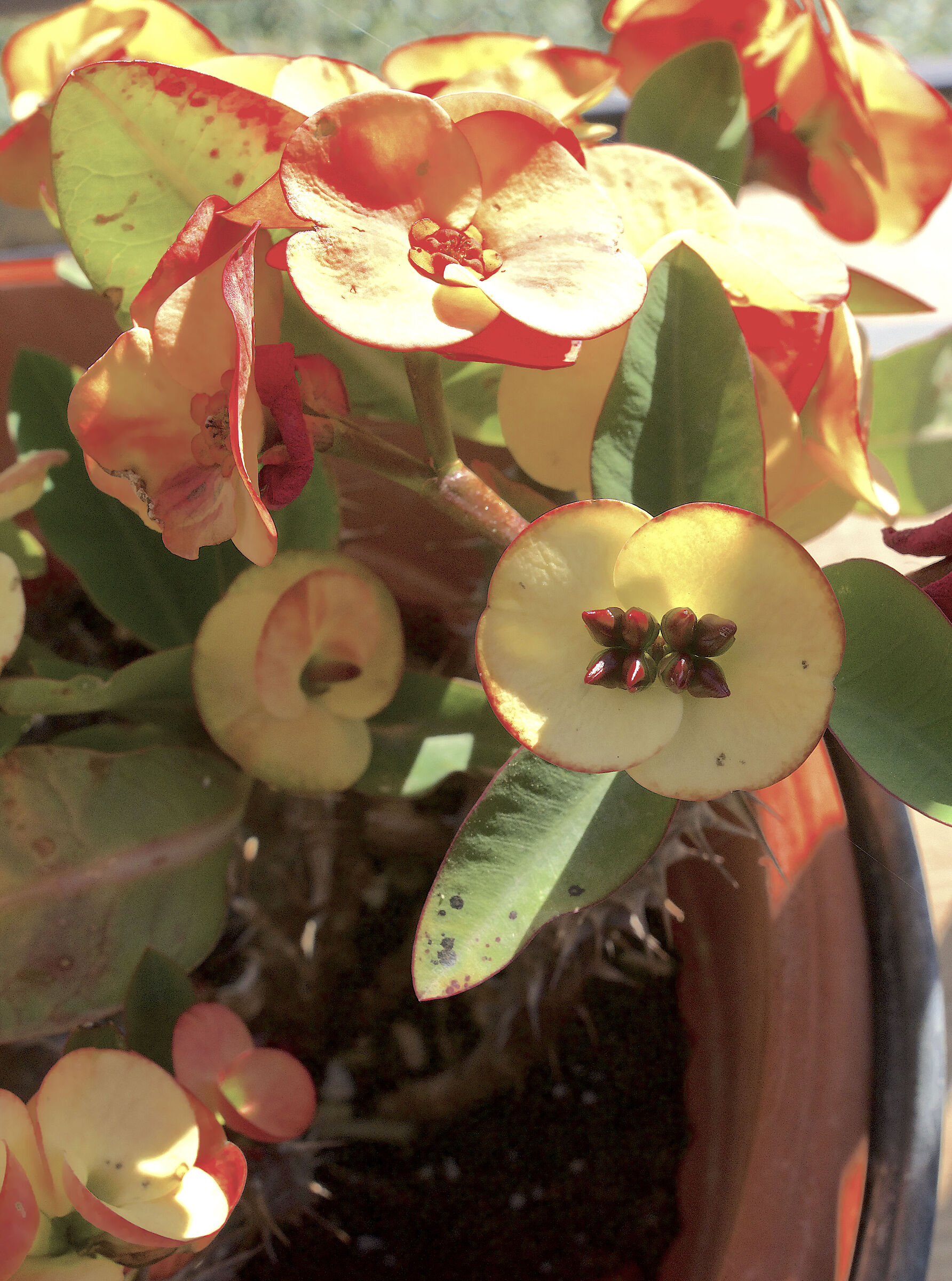 FLOWER (AND FRUITS?)