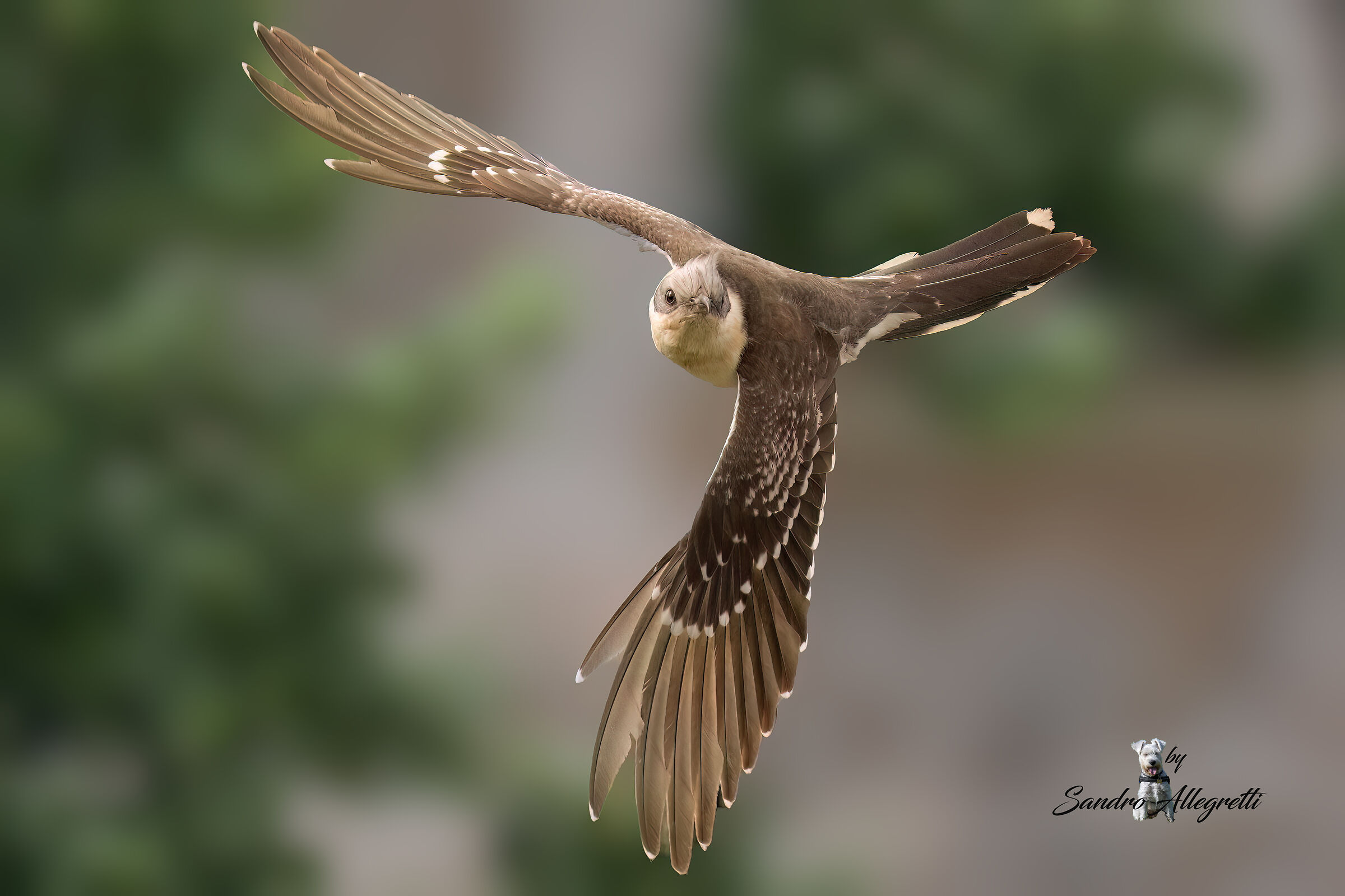 The Tufted Cuckoo (Clamator glandarius)