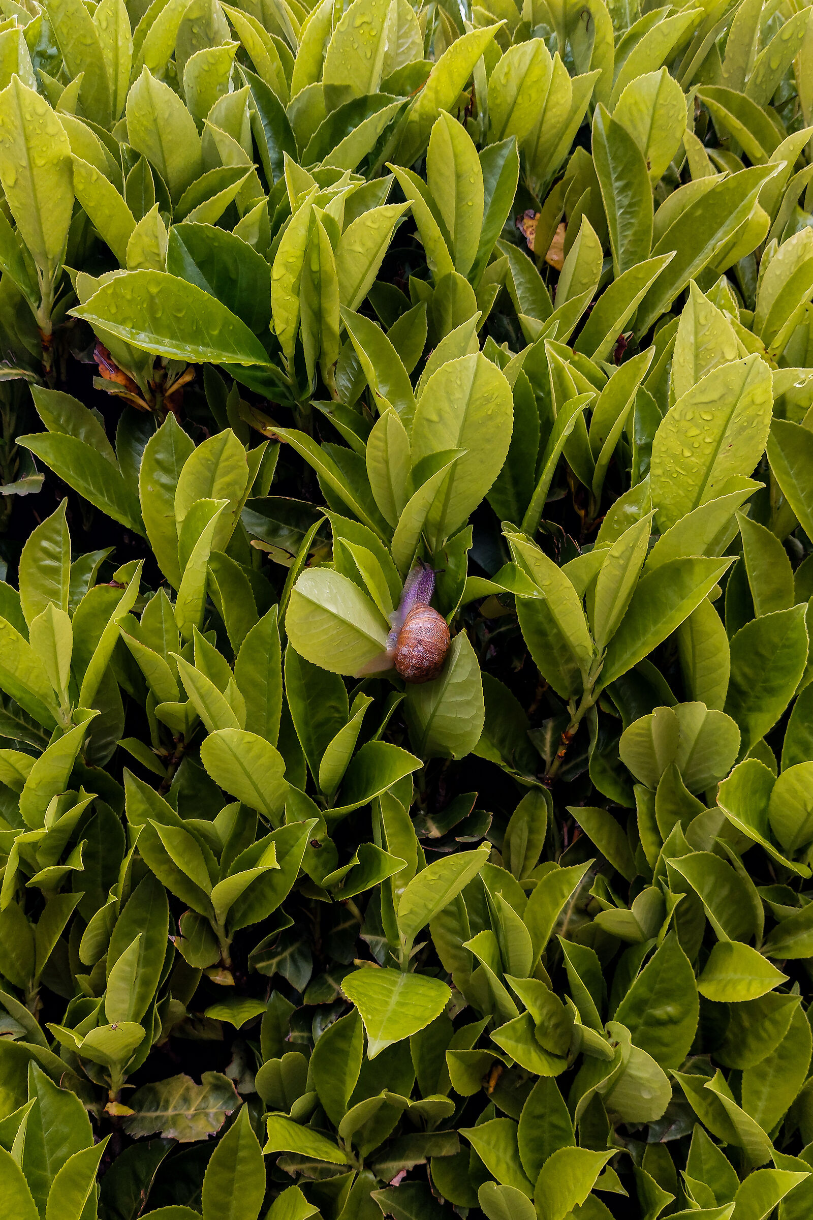 The Climb