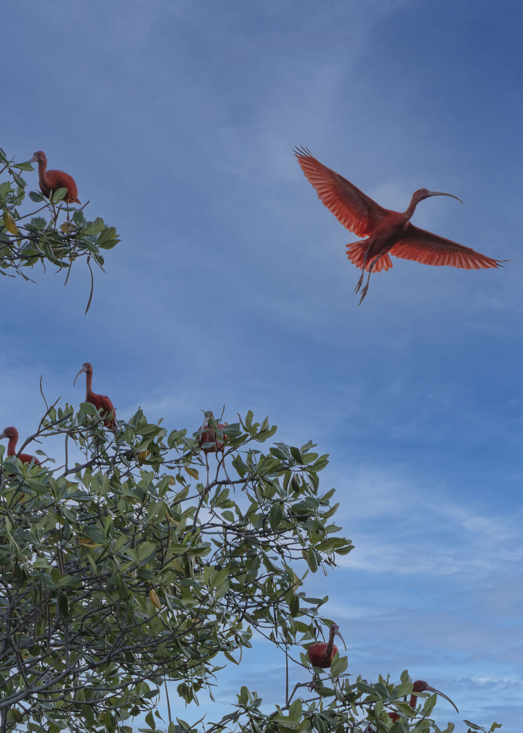 Rio Parnaiba - Ibis scarlatto