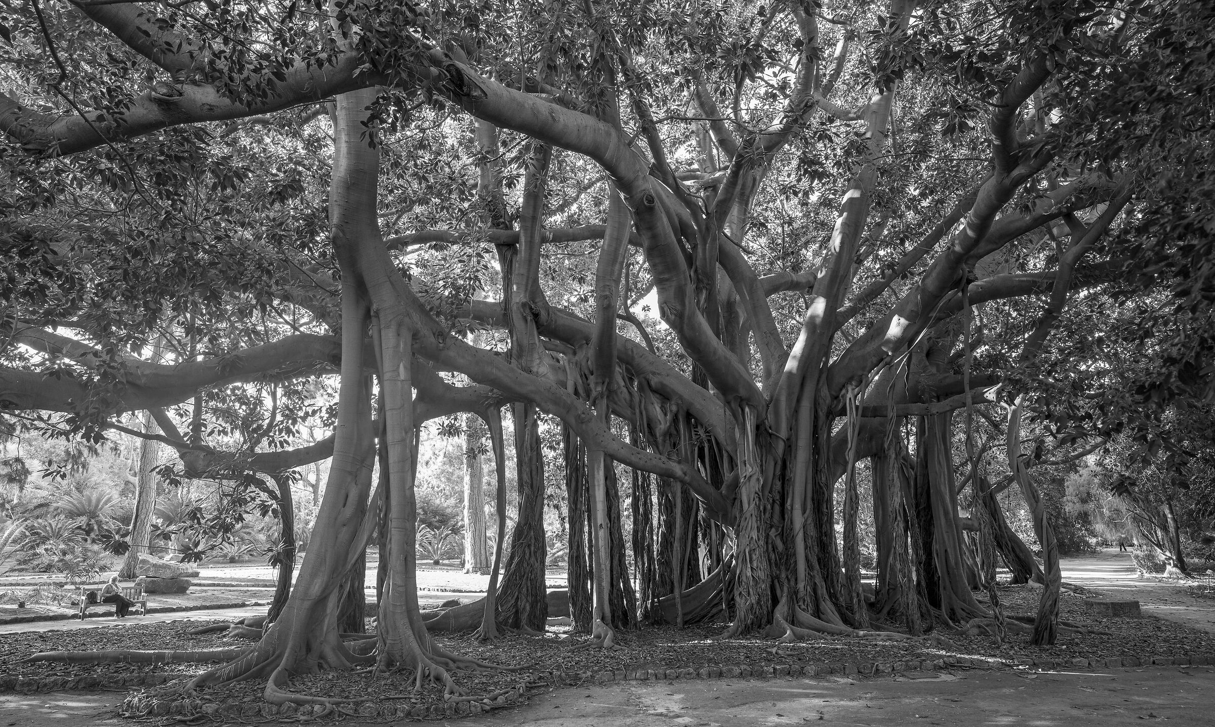 Il Grande Ficus dell'Orto Botanico di Palermo