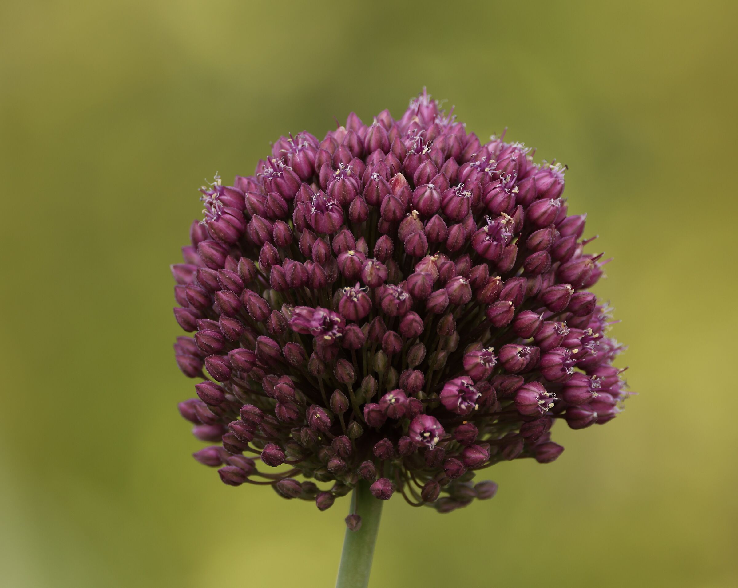 Allium sphaerocephalon