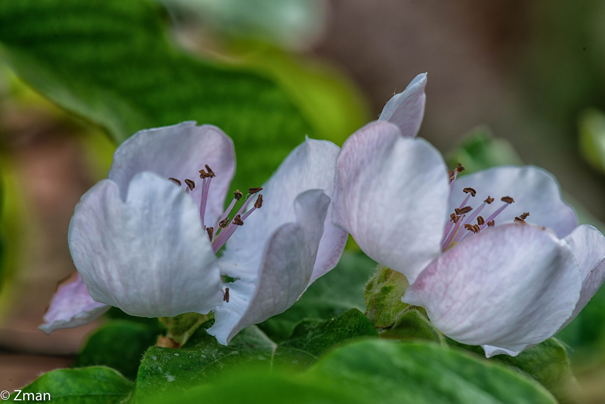 Quince Blooms