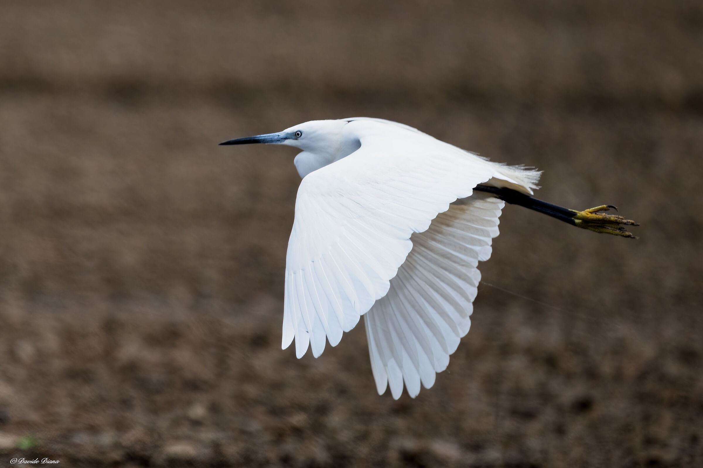 Little Egret - Vercelli rice fields